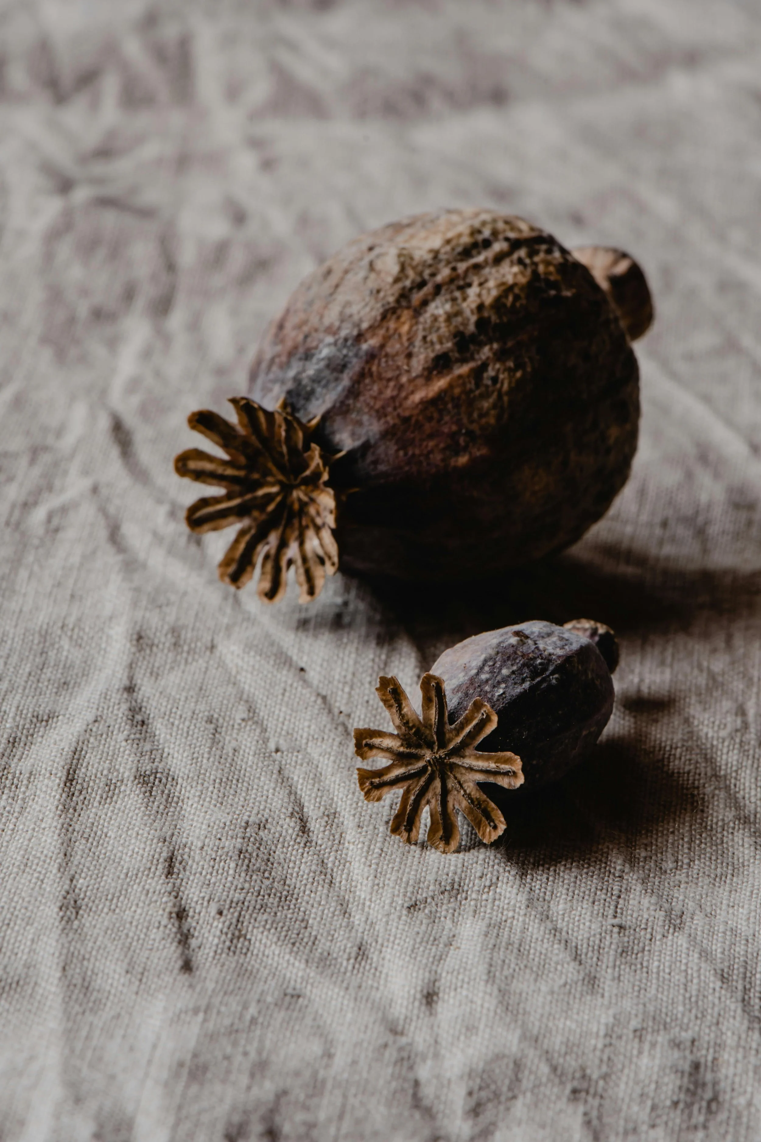 Dried poppy seed pods on a textured beige cloth.
