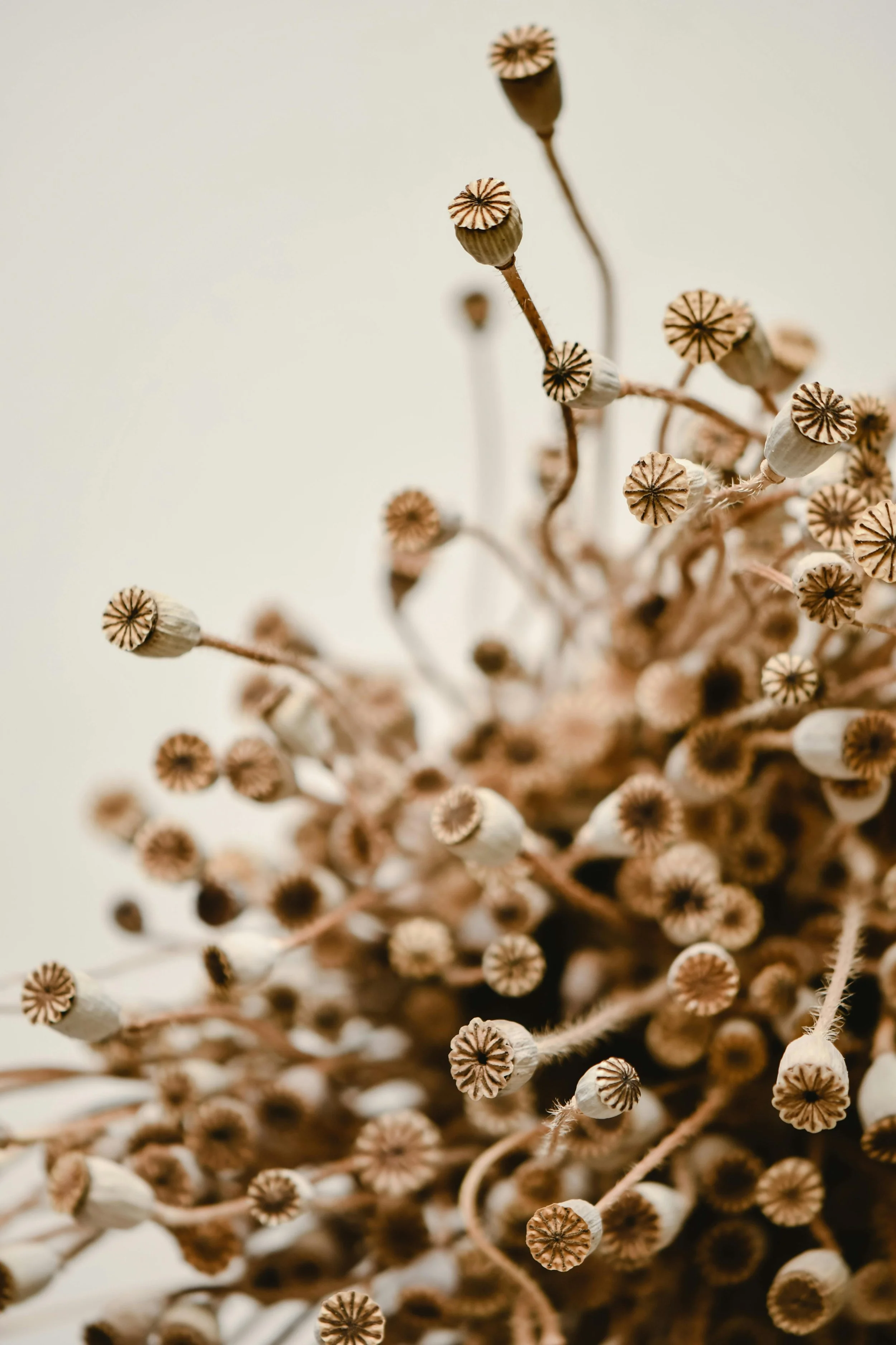 Close-up of dried poppy seed heads with stems, in a cluster against a plain background.