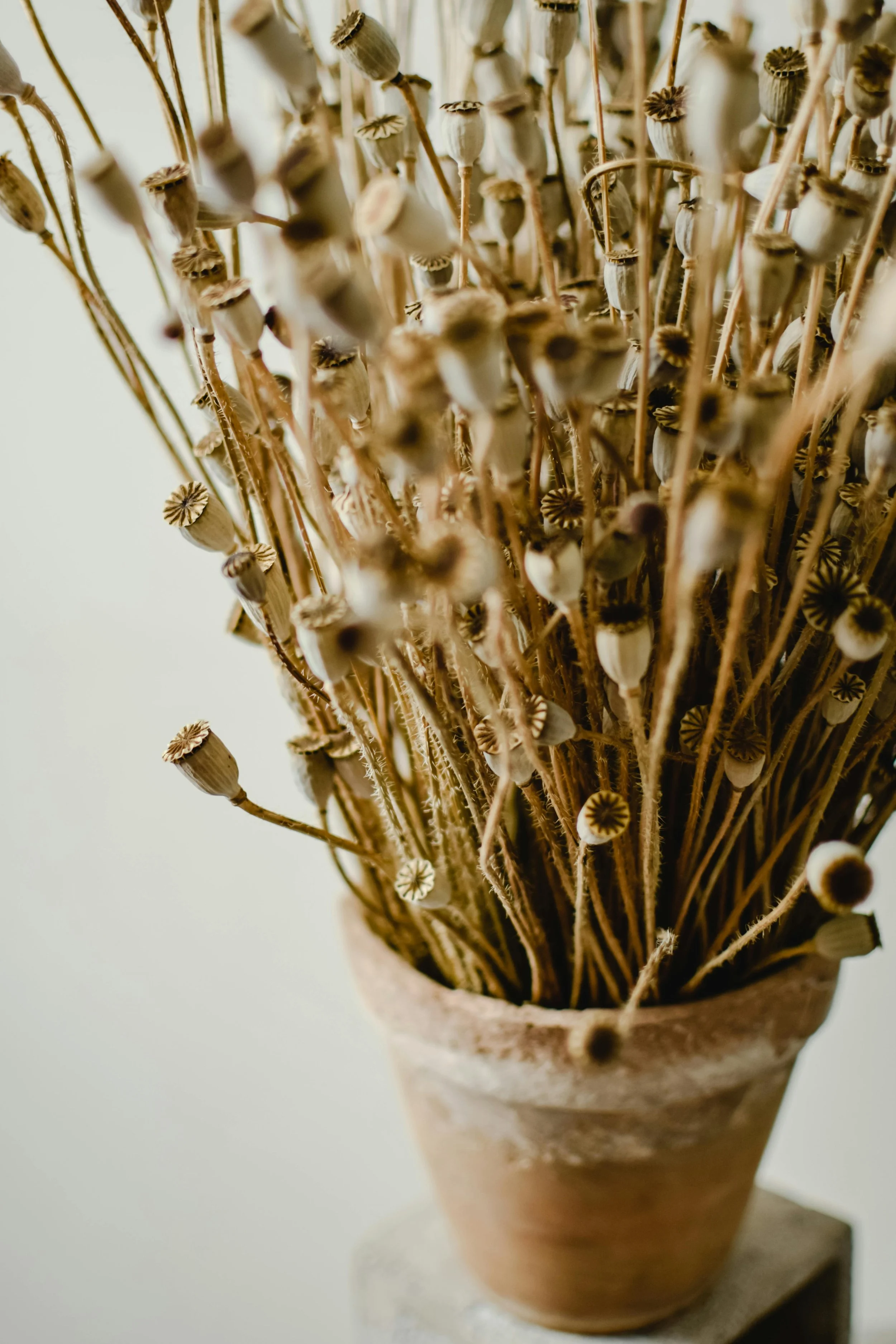 A clay pot filled with dried poppy seed pods and stems.
