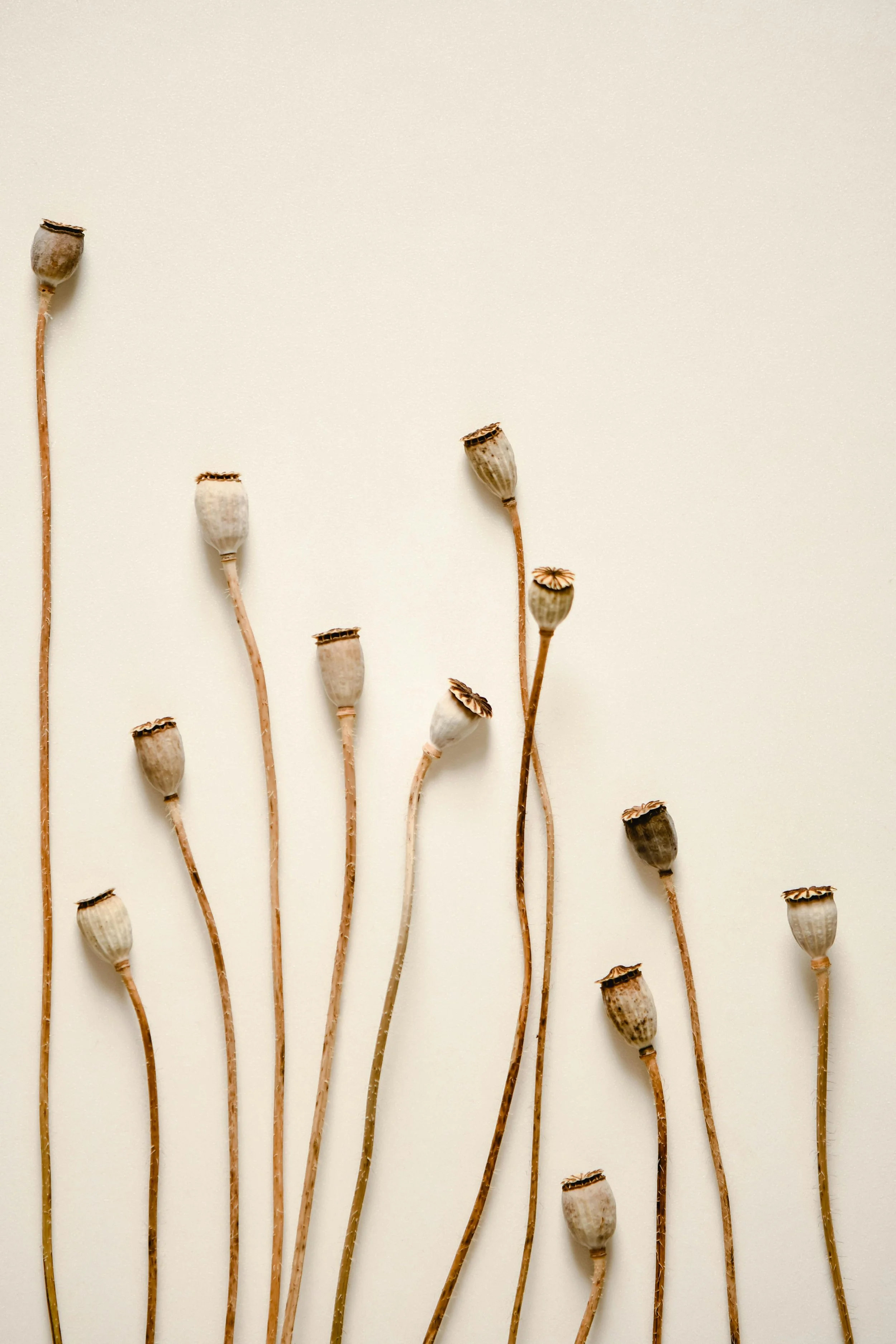Dried poppy seed pods with long, thin stems on a plain white background.