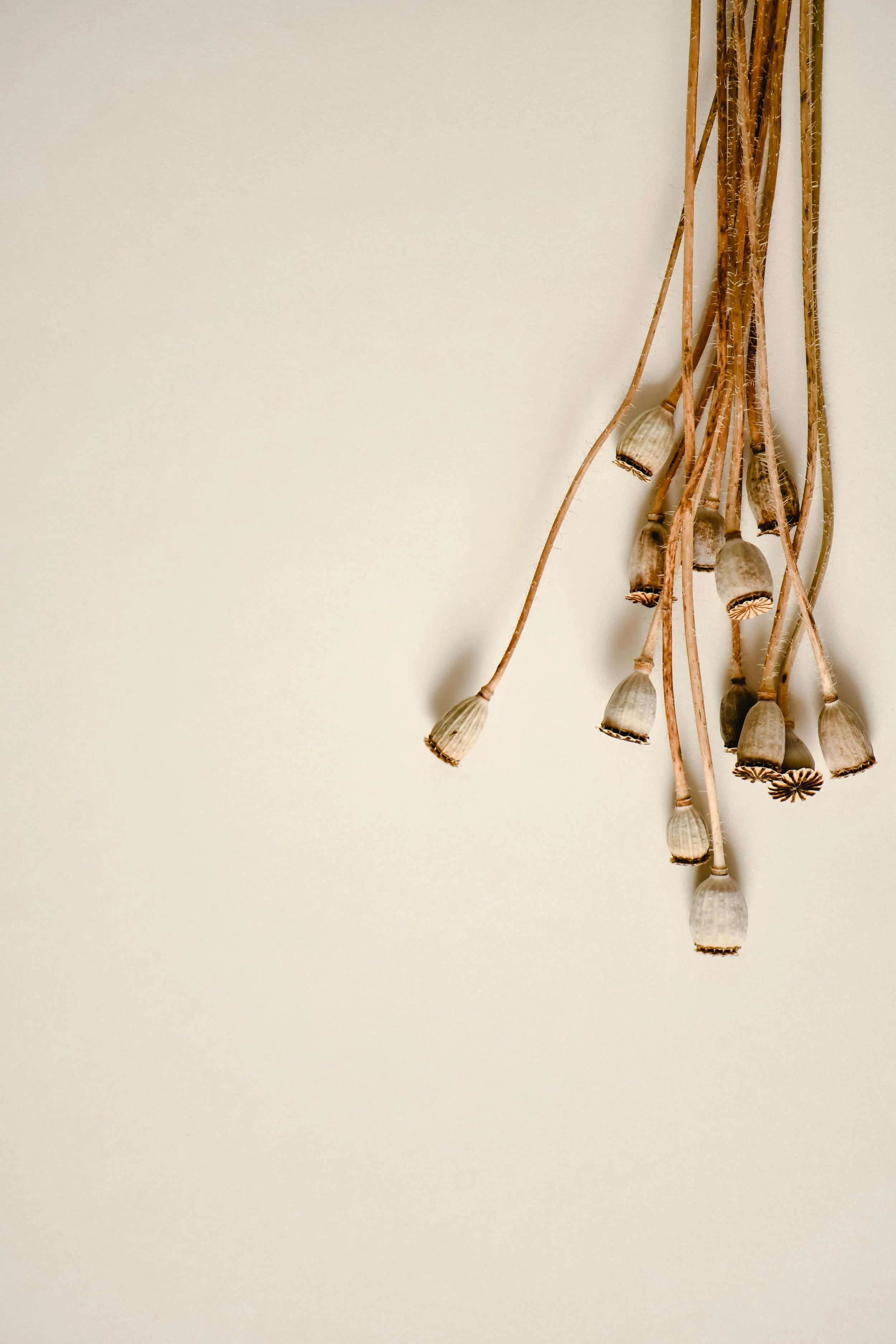 A bunch of dried flowers or seed pods hanging against a plain beige wall.