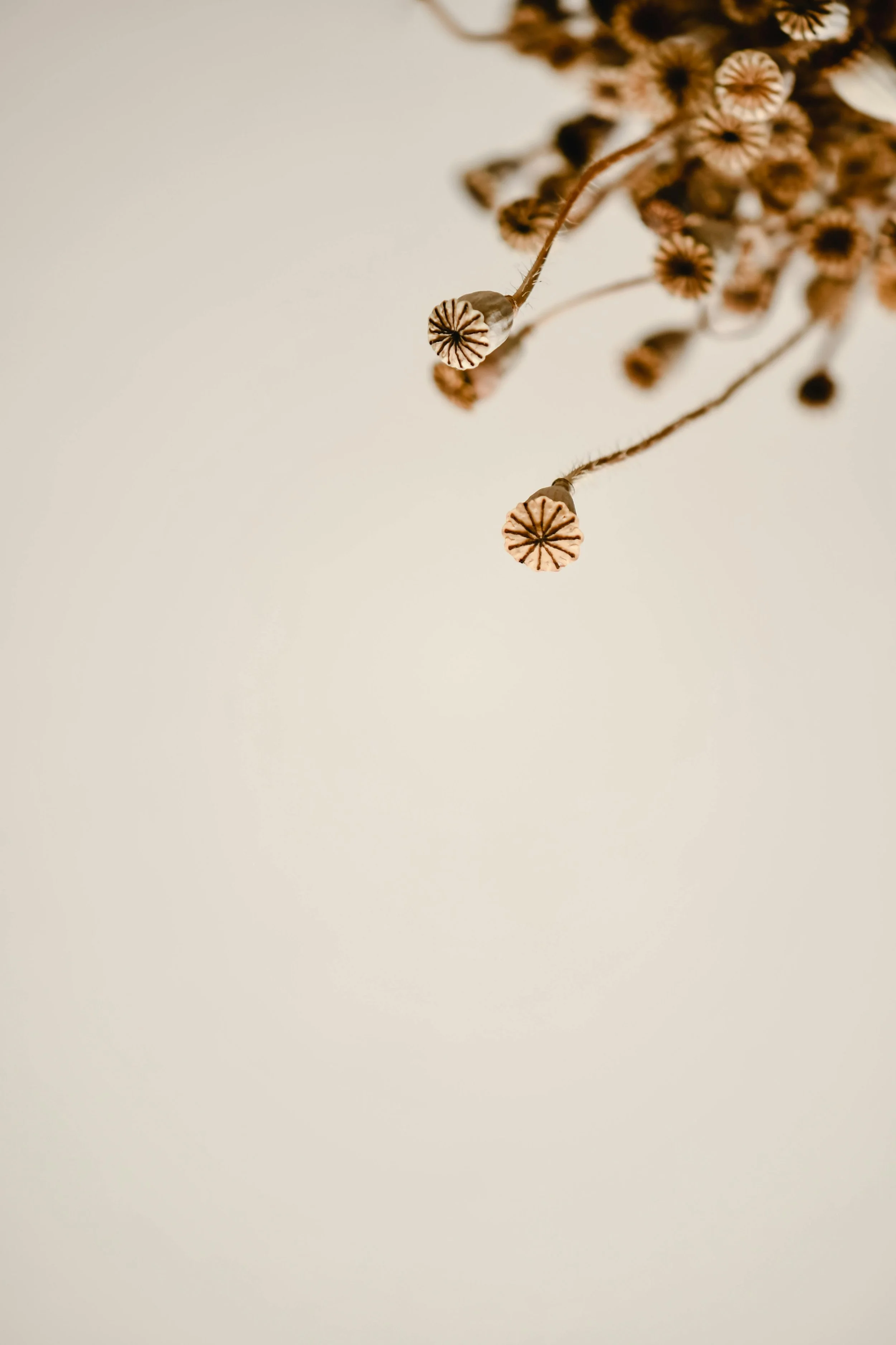 Close-up of dried seed pods hanging from a plant against a plain background.