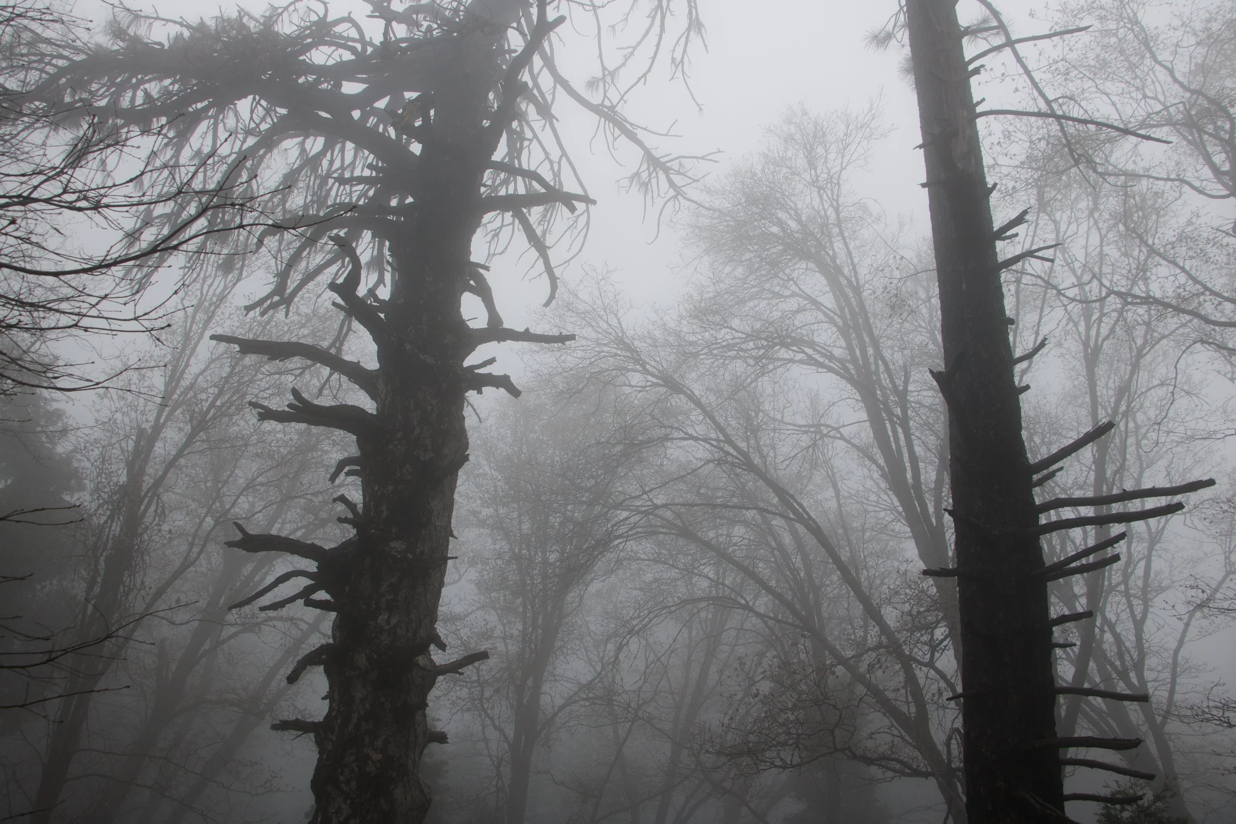 Targett_Liv_SilentHillVibes-7.jpg