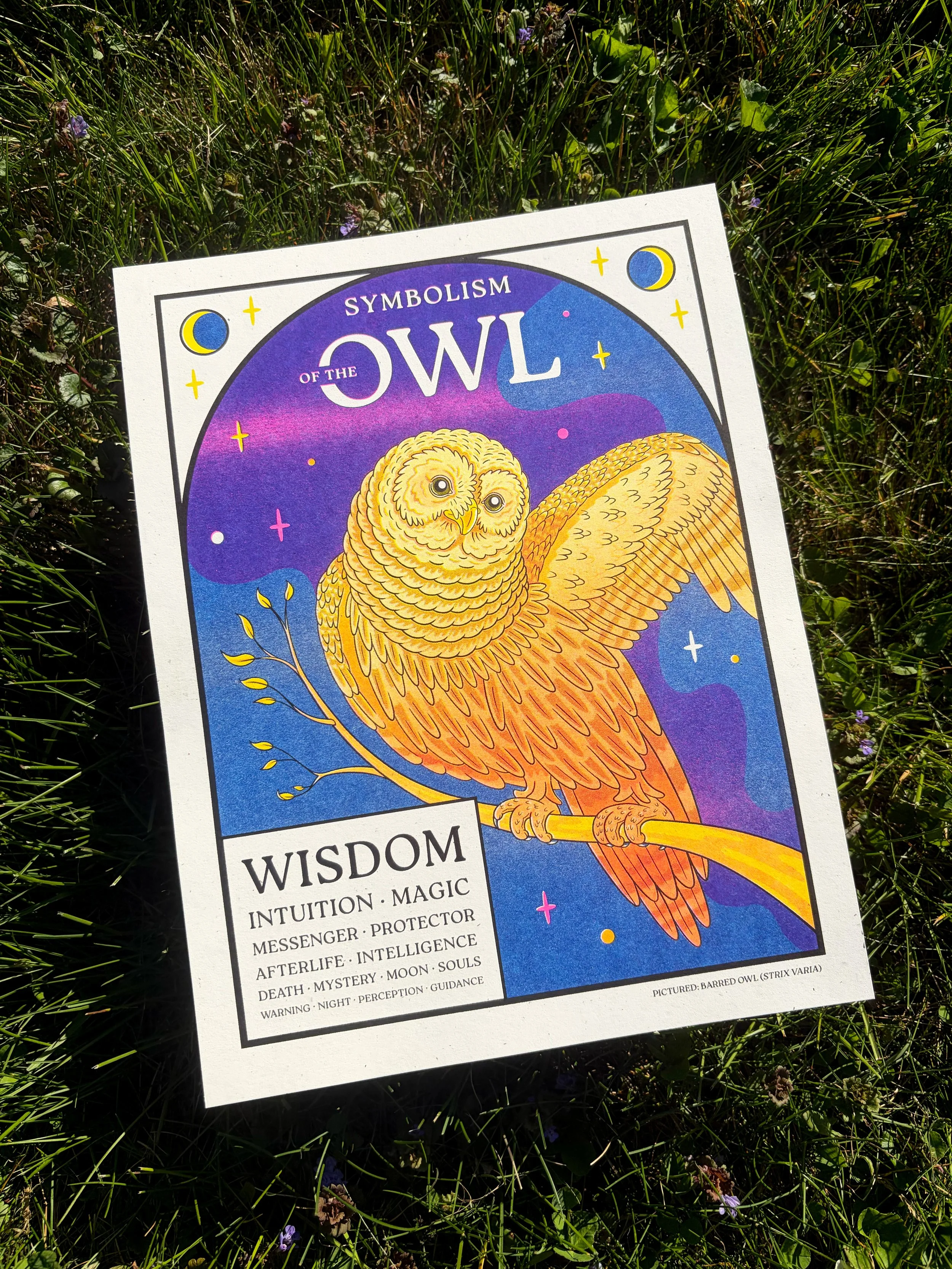 OWL_GRASS.jpg