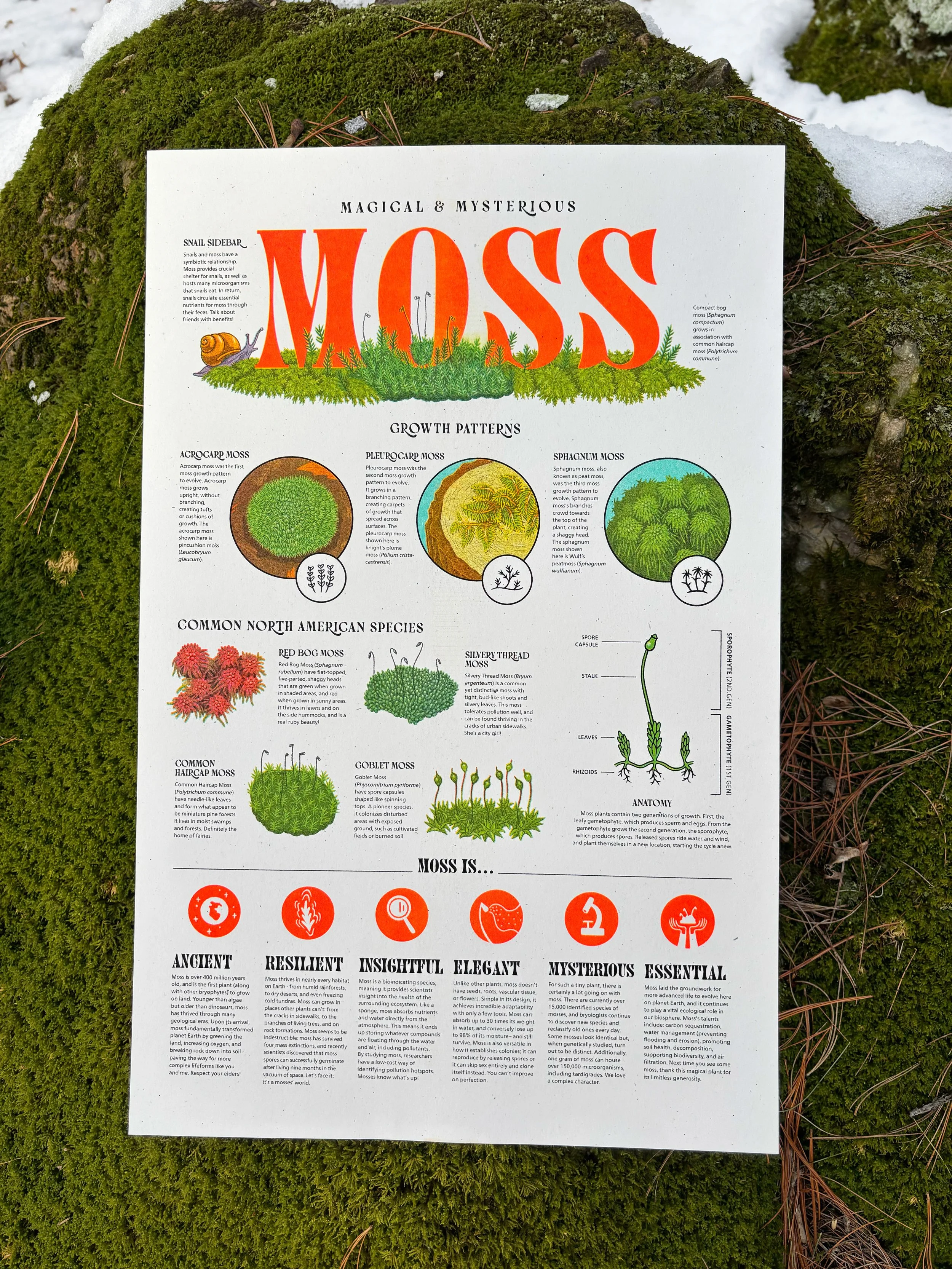 Moss_on_moss.jpg