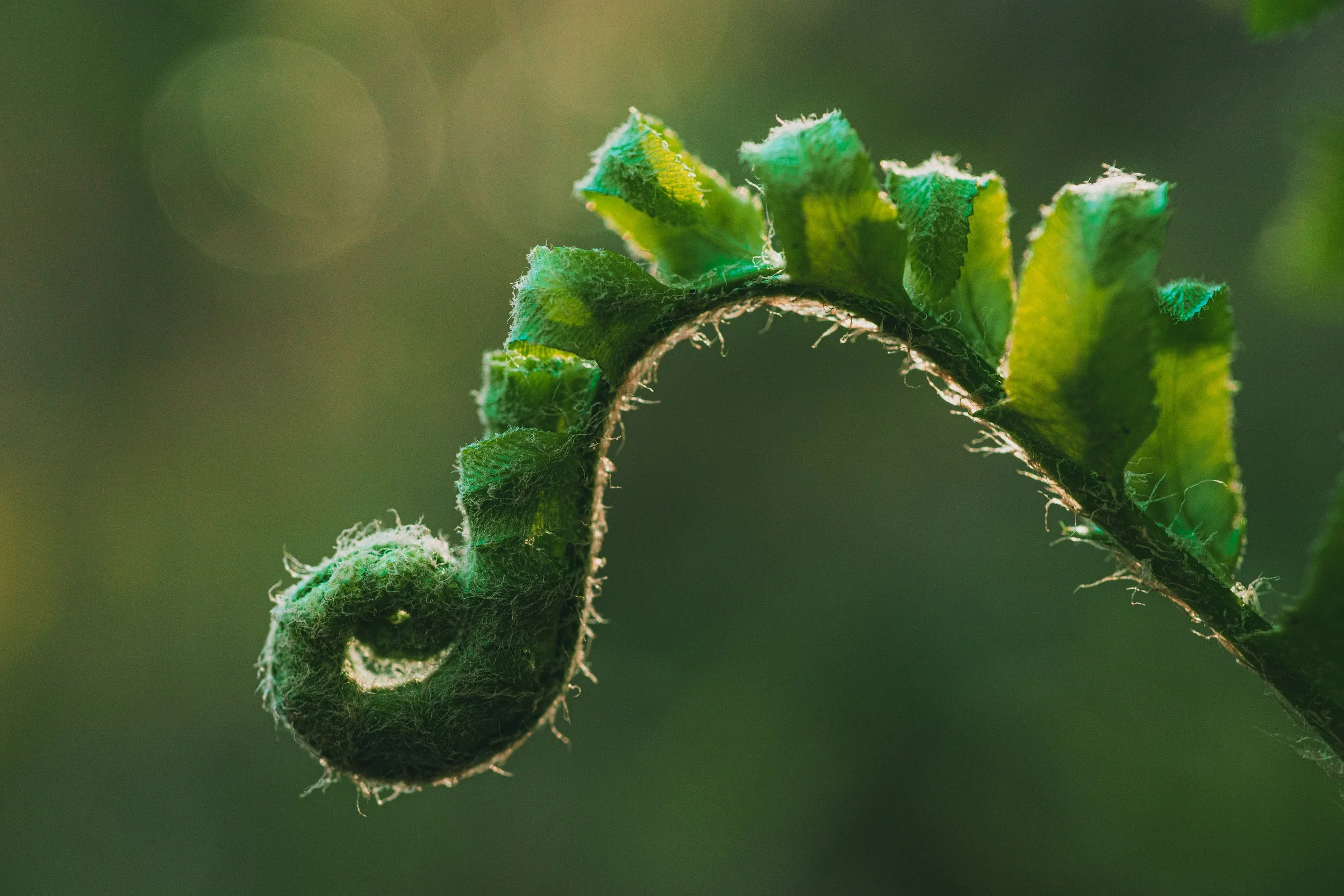fern frond