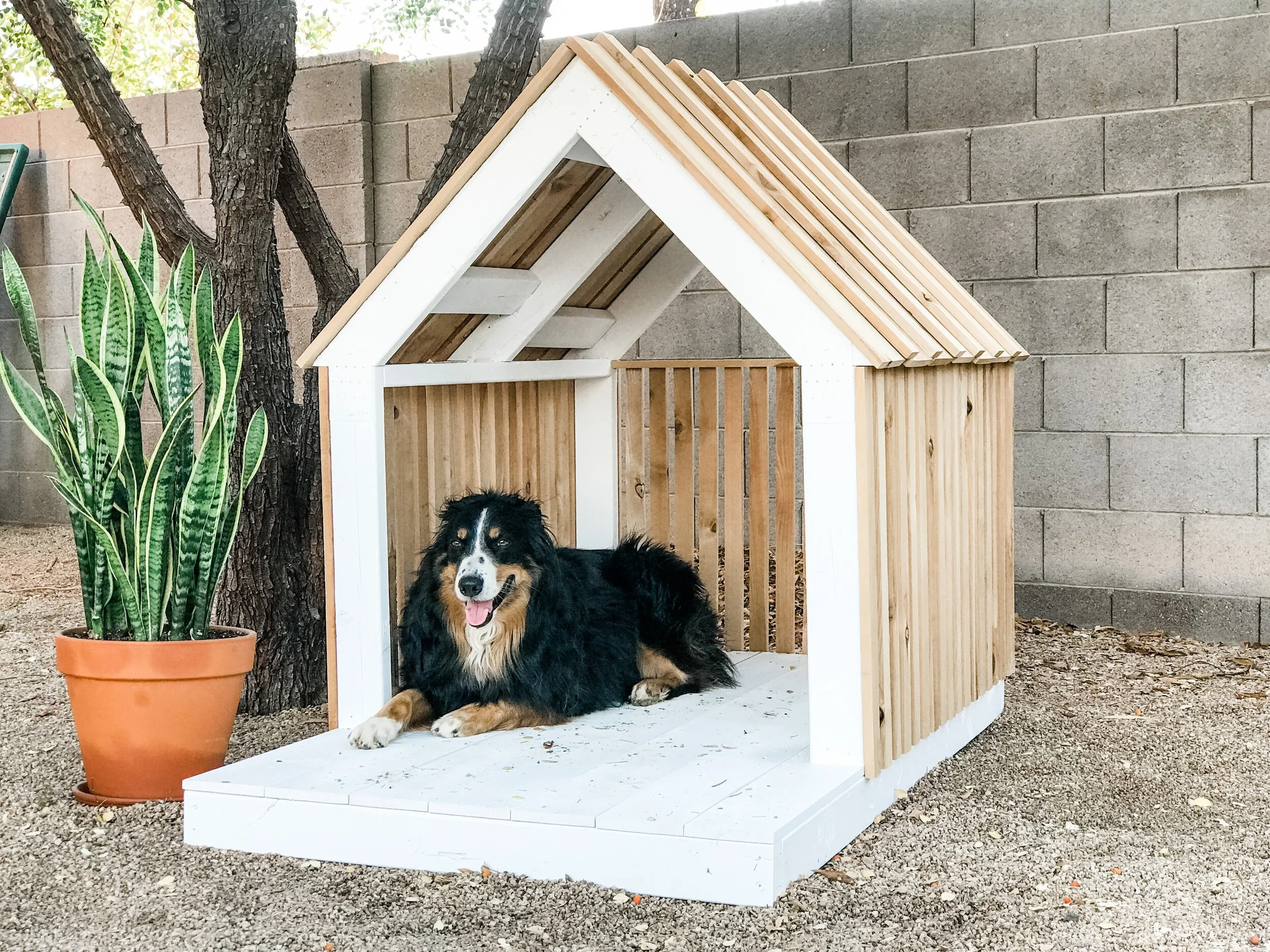 Dog lying in a wooden doghouse beside a potted snake plant.