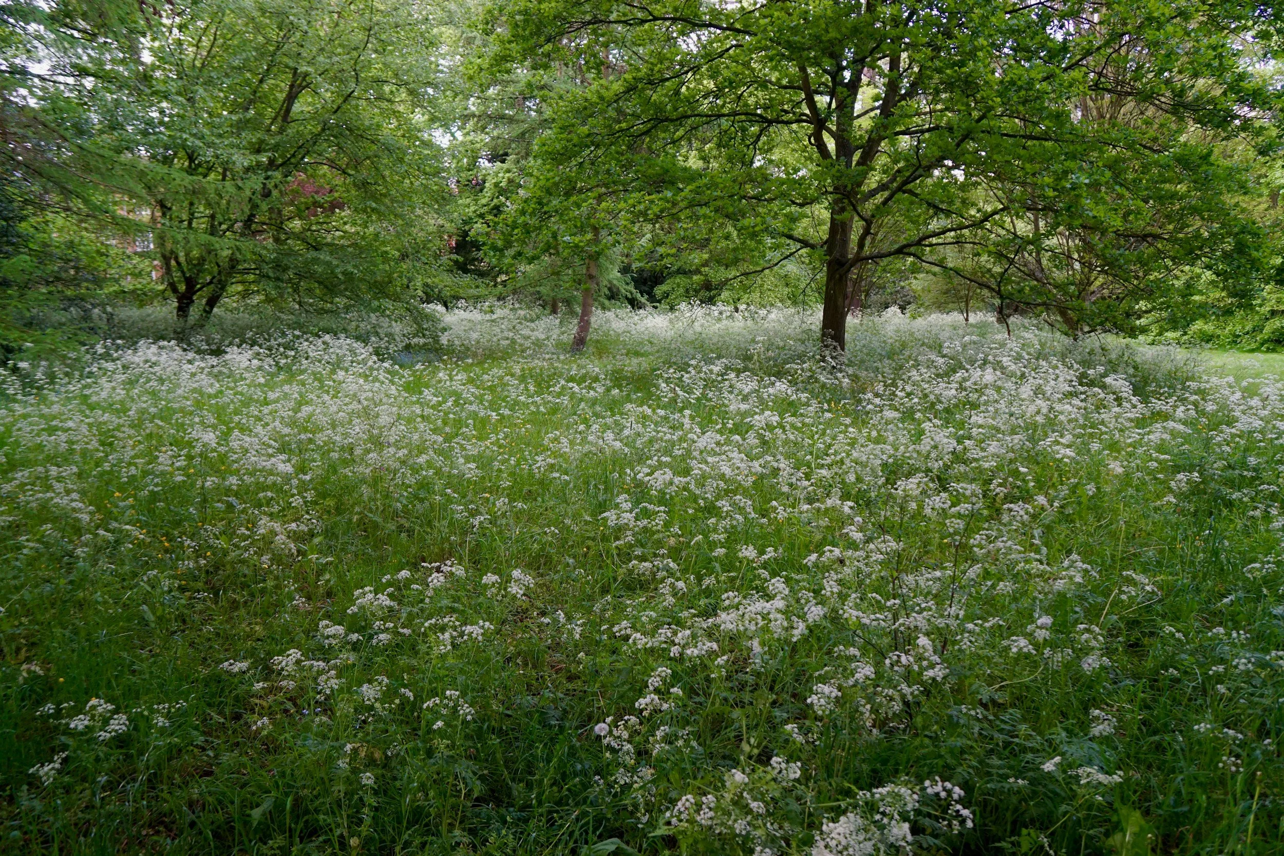 Open Space Desert Map
