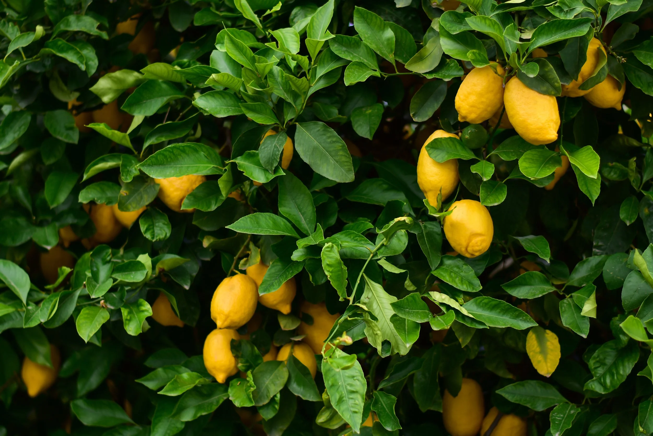 Local Meyer Lemon Grower