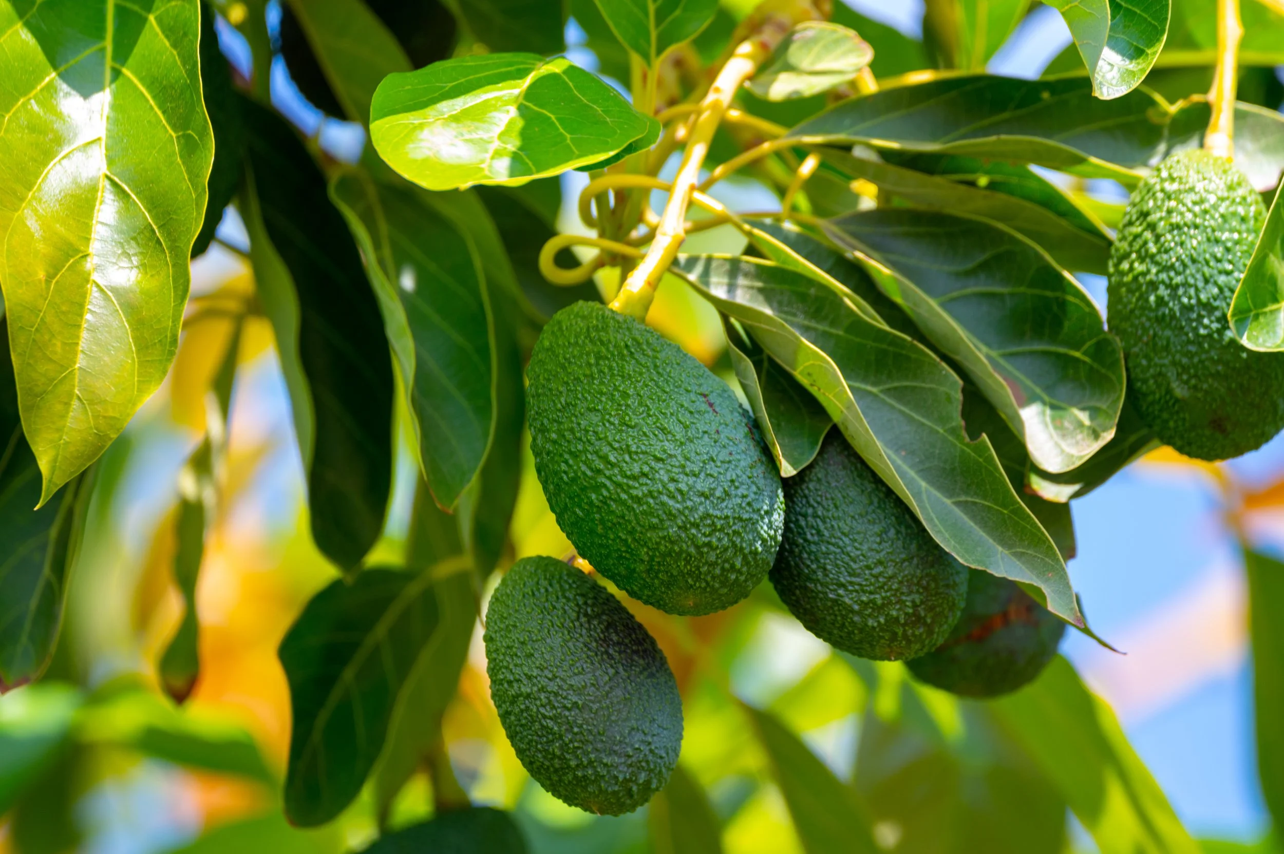 Local Avocado Growers