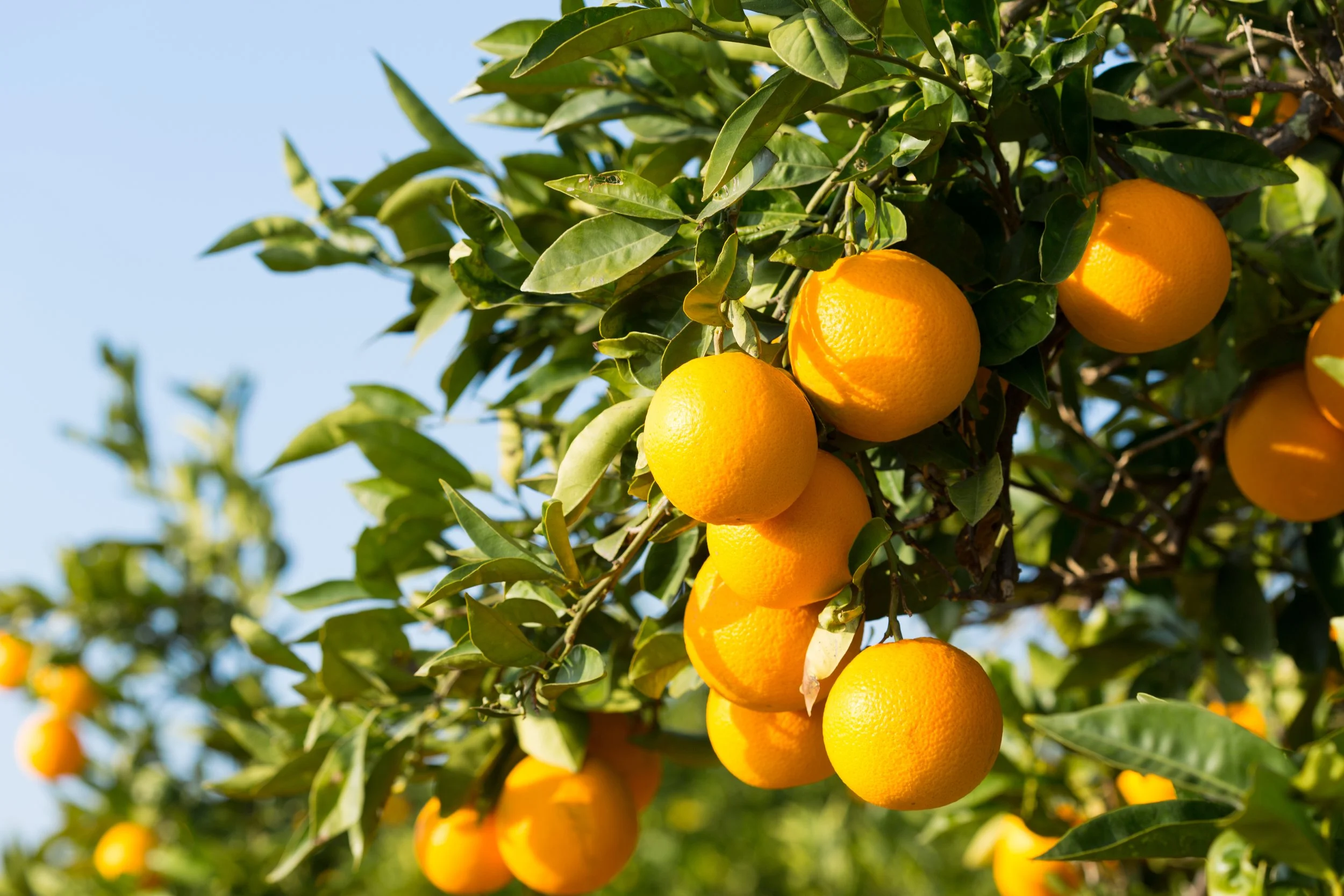 Local Valencia Oranges