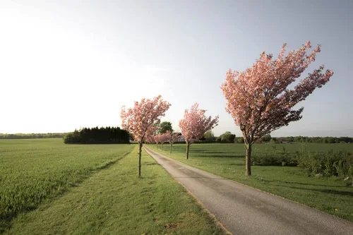 The Danish Islands Møn, Lolland and Falster 🇩🇰