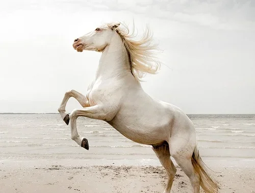 The making of 'Emotions' with Adobe 📷