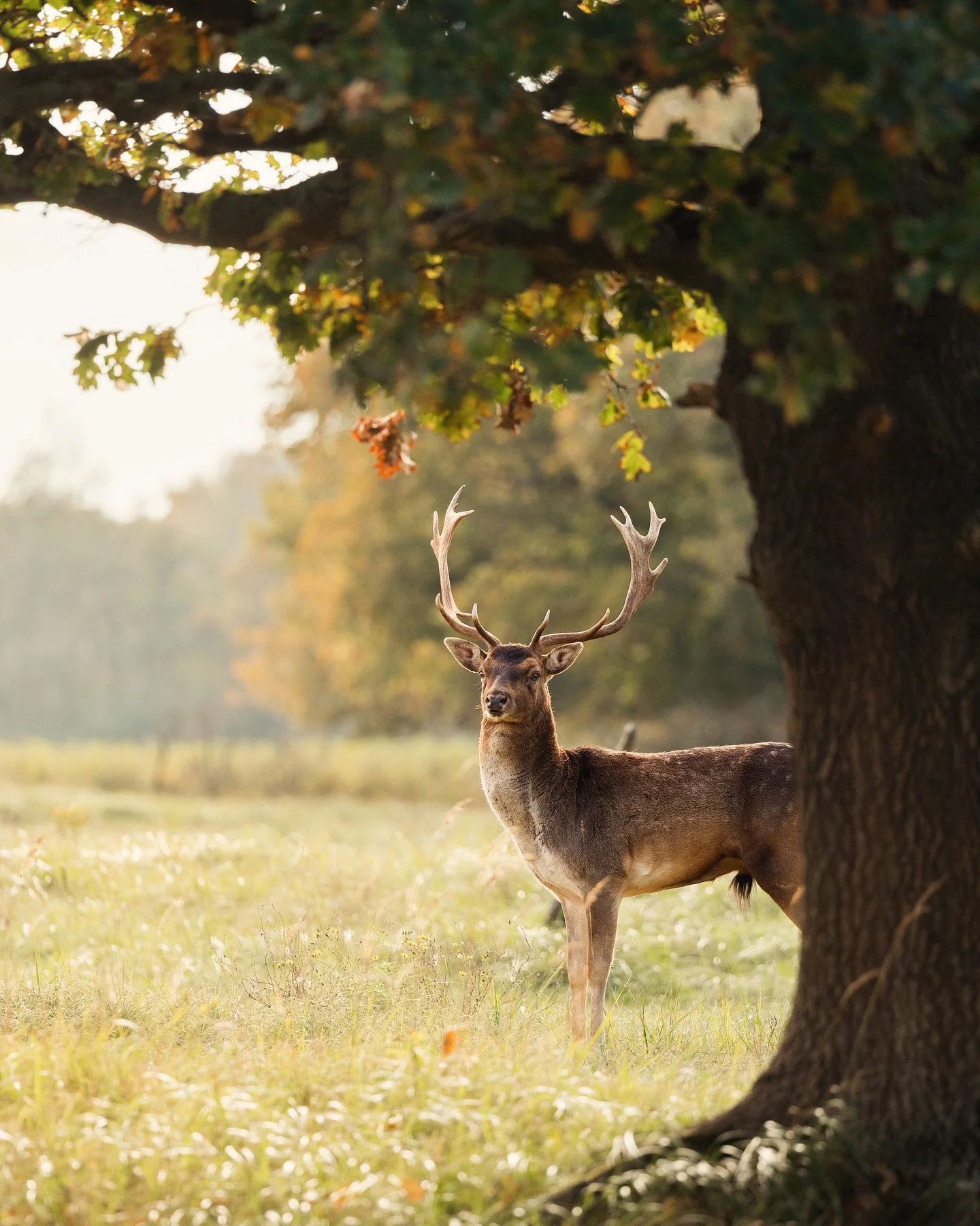 Last week, I was very fortunate to be able to try out the brand new Canon EOS R6 Mark III. 📷 A day of field testing the in the dunes and autumn couldn&rsquo;t have offered a better stage! 🍂

Deer moved quietly through the sunlight in the silence of