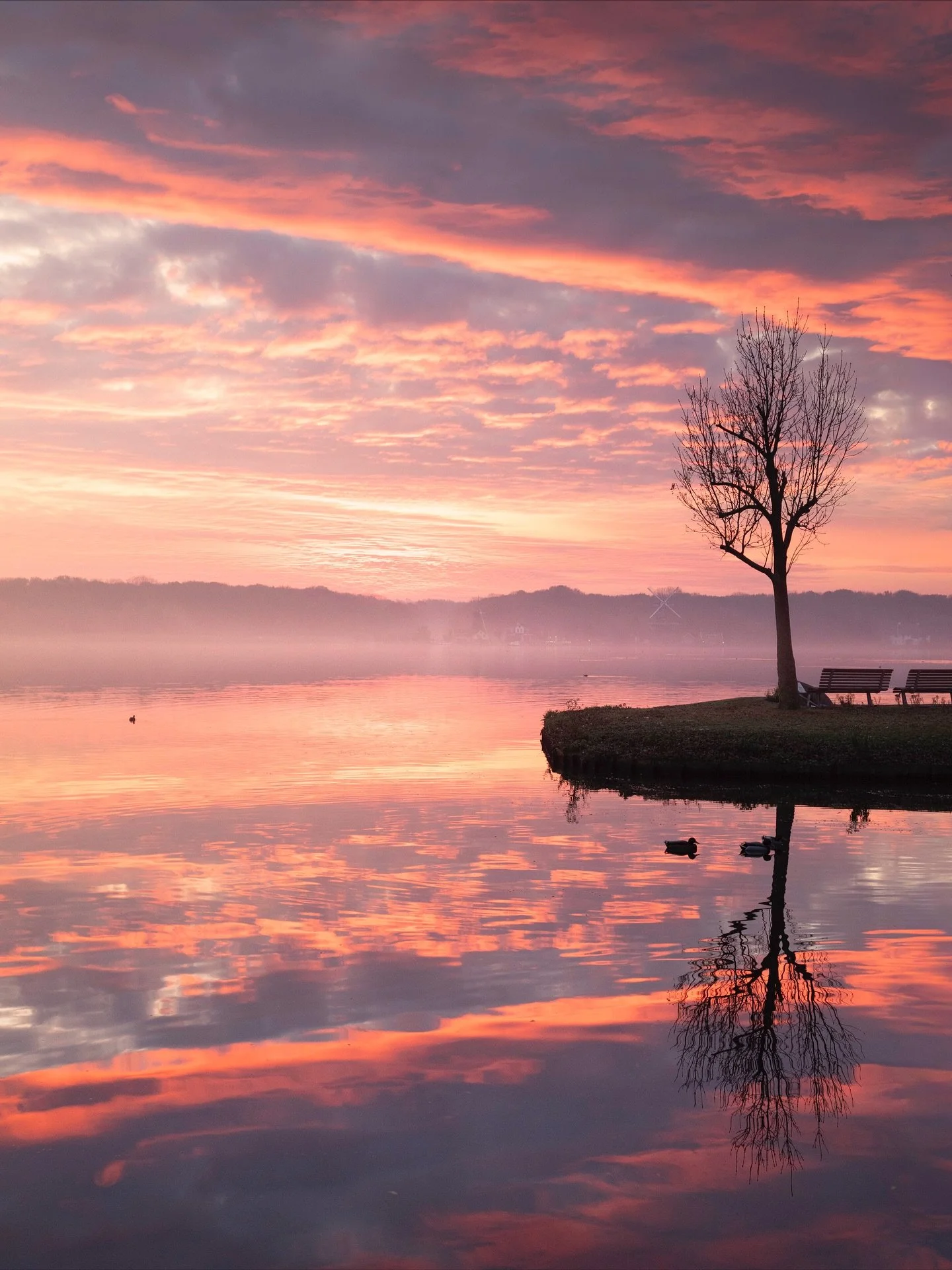 Five years ago at Kralingse Plas in Rotterdam. One sunrise, in full silence. Still one of my favorite places I keep coming back to. 💛