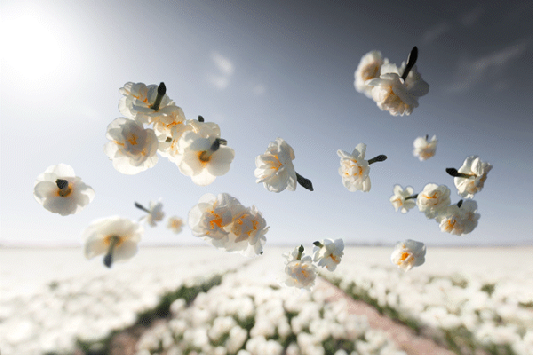 Close-up of white flowers flying in the air over a field of similar flowers under a cloudy sky.