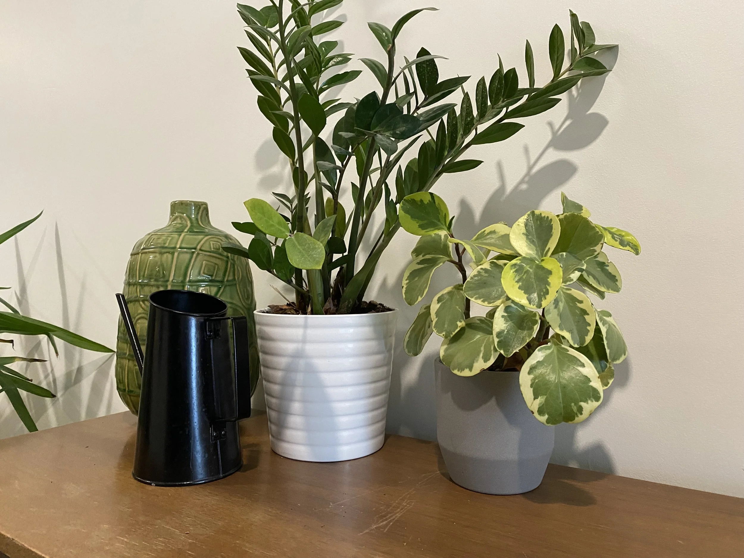 Indoor scene with potted plants on a wooden surface, including a large leafy green plant in a white ribbed pot, a smaller variegated plant in a gray pot, and a decorative green ceramic vase. A black watering can is also present.