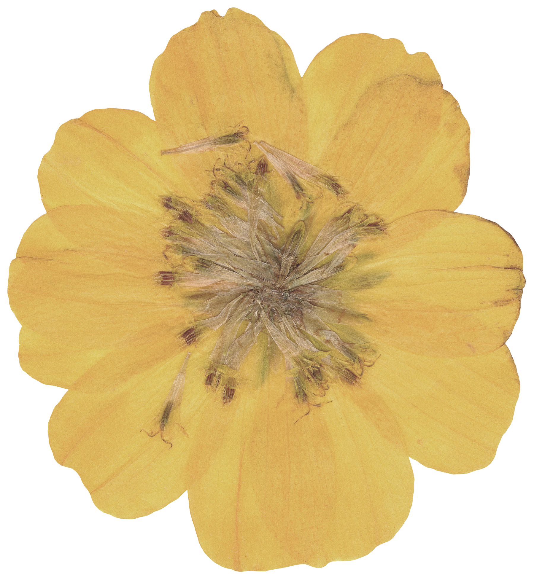 rotate-scroll yellow pressed flower