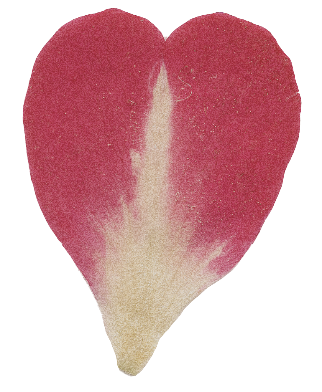 red and white pressed flower petal