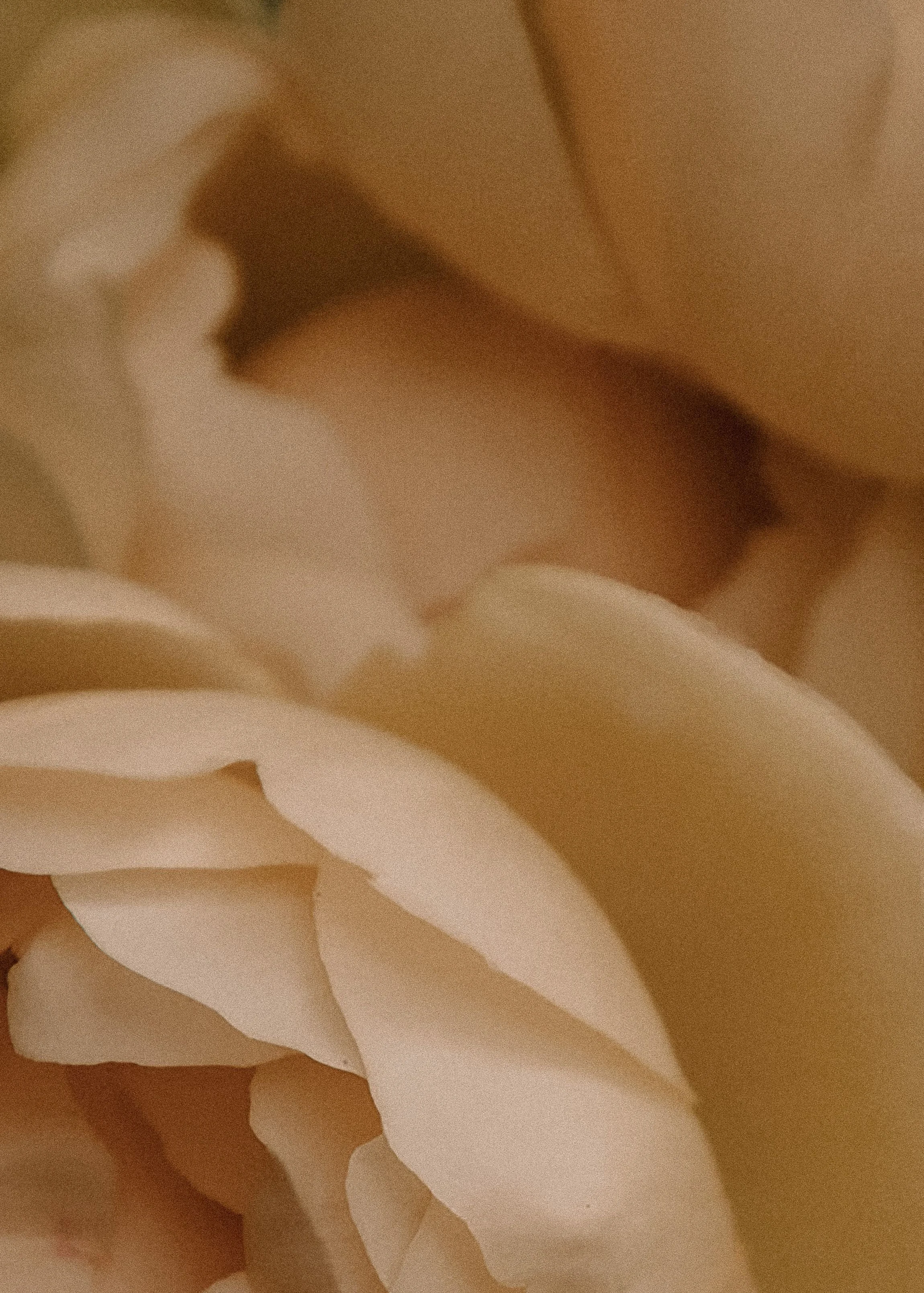 Close-up of soft, overlapping beige rose petals, creating a textured, delicate appearance and conveying a sense of warmth and tranquility.
