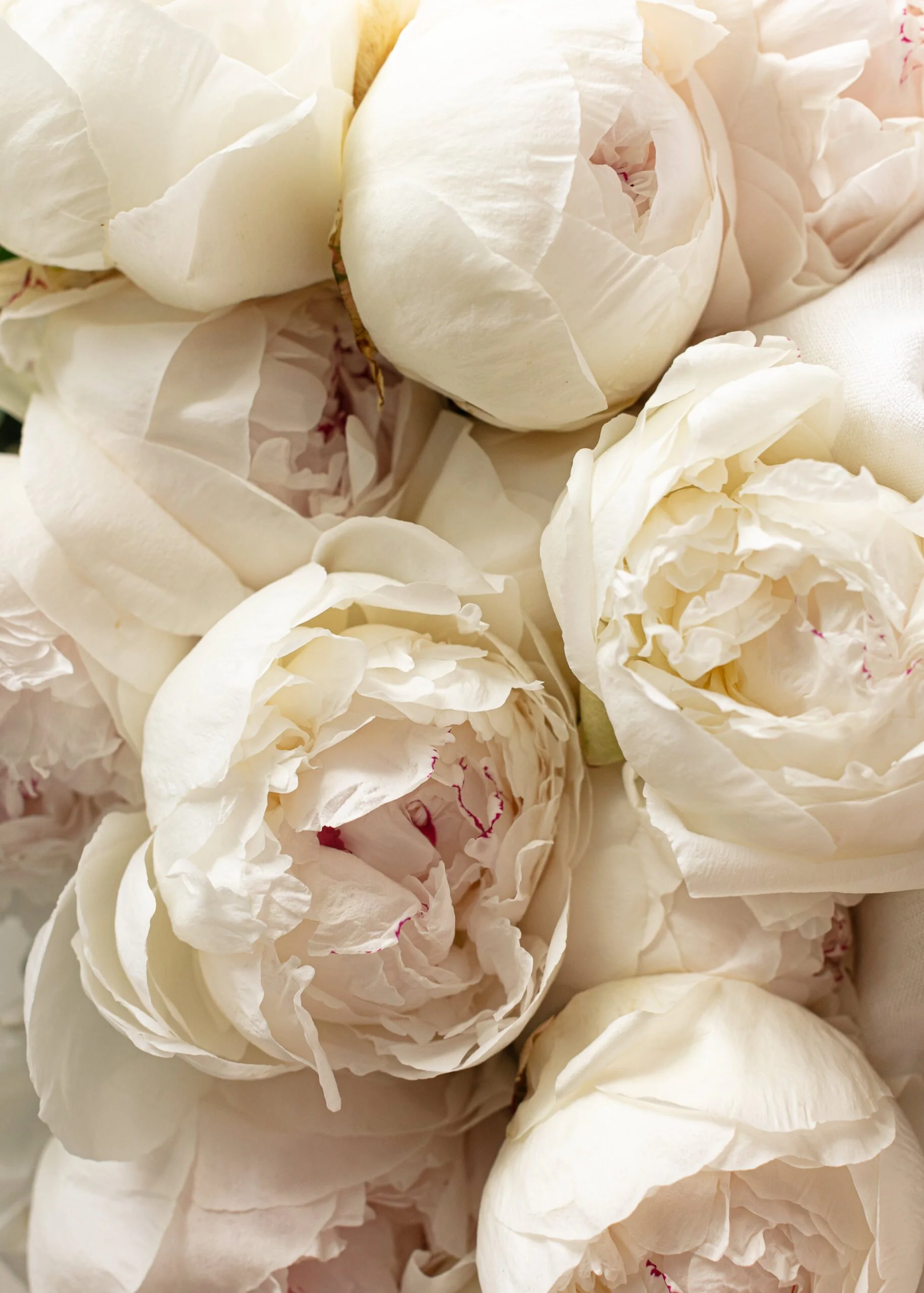 Close-up of ivory peonies with ruffled petals, conveying elegance and softness. Subtle pink hints create a romantic, serene atmosphere.