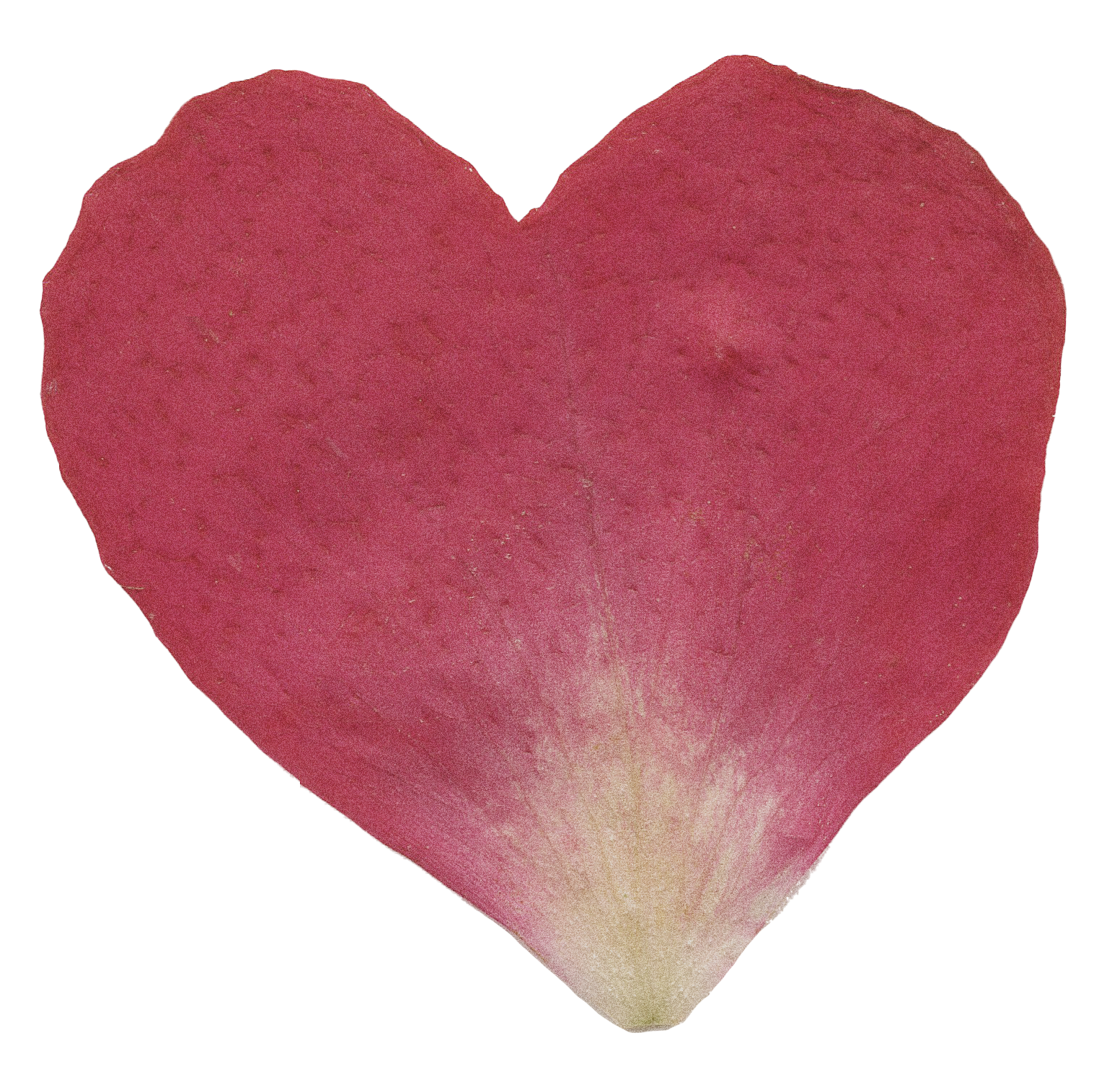 red and white pressed flower petal