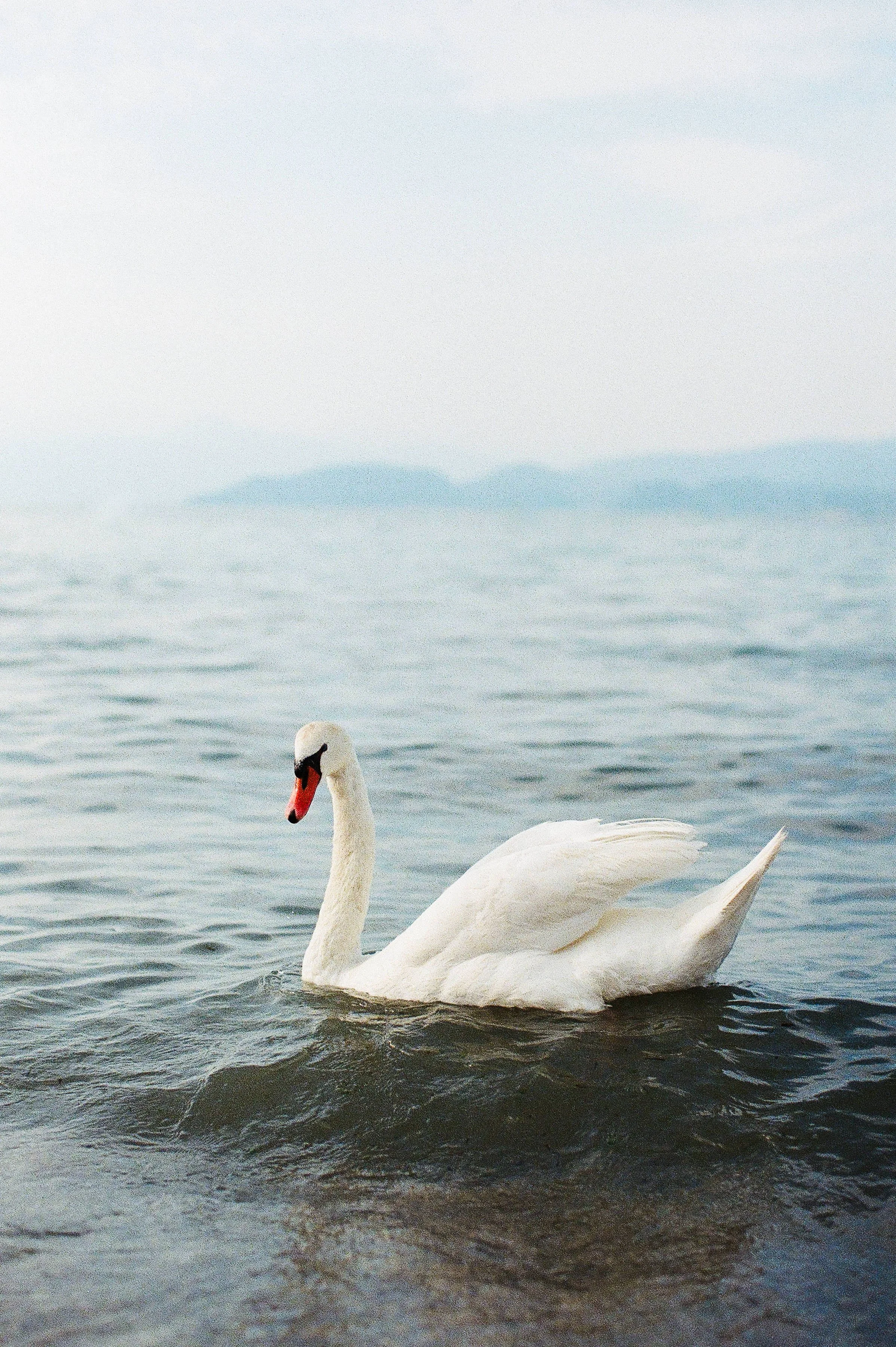 A serene white swan glides gracefully on calm water under a soft, cloudy sky. The distant horizon blends into misty mountains, evoking tranquility.