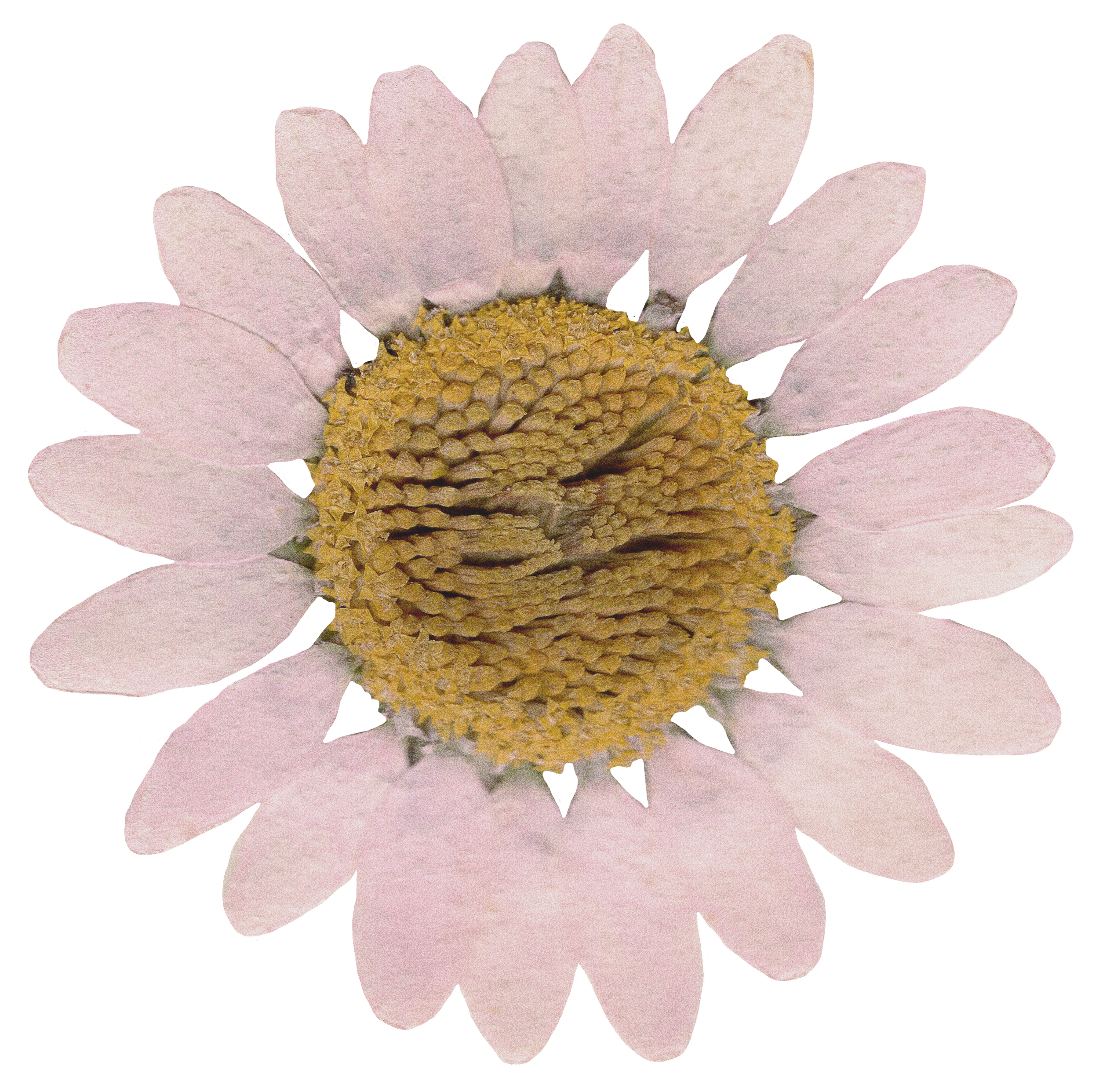 rotate-scroll soft pink pressed daisy flower