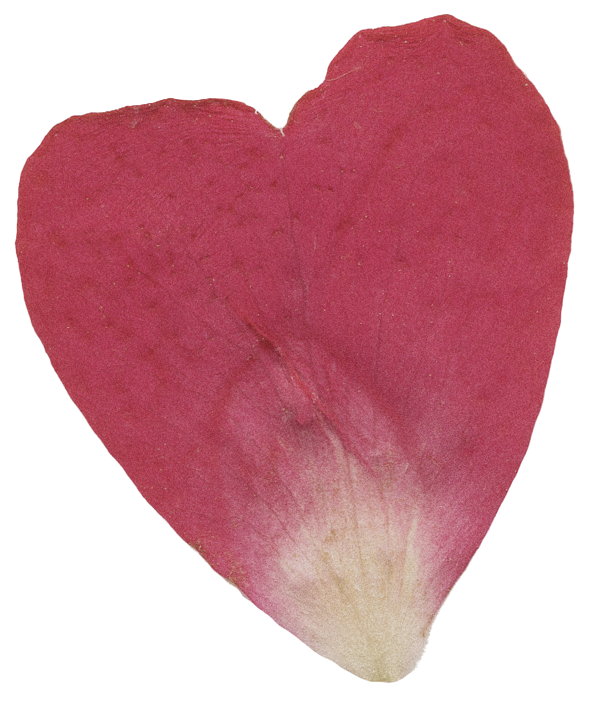 red and white pressed flower petal