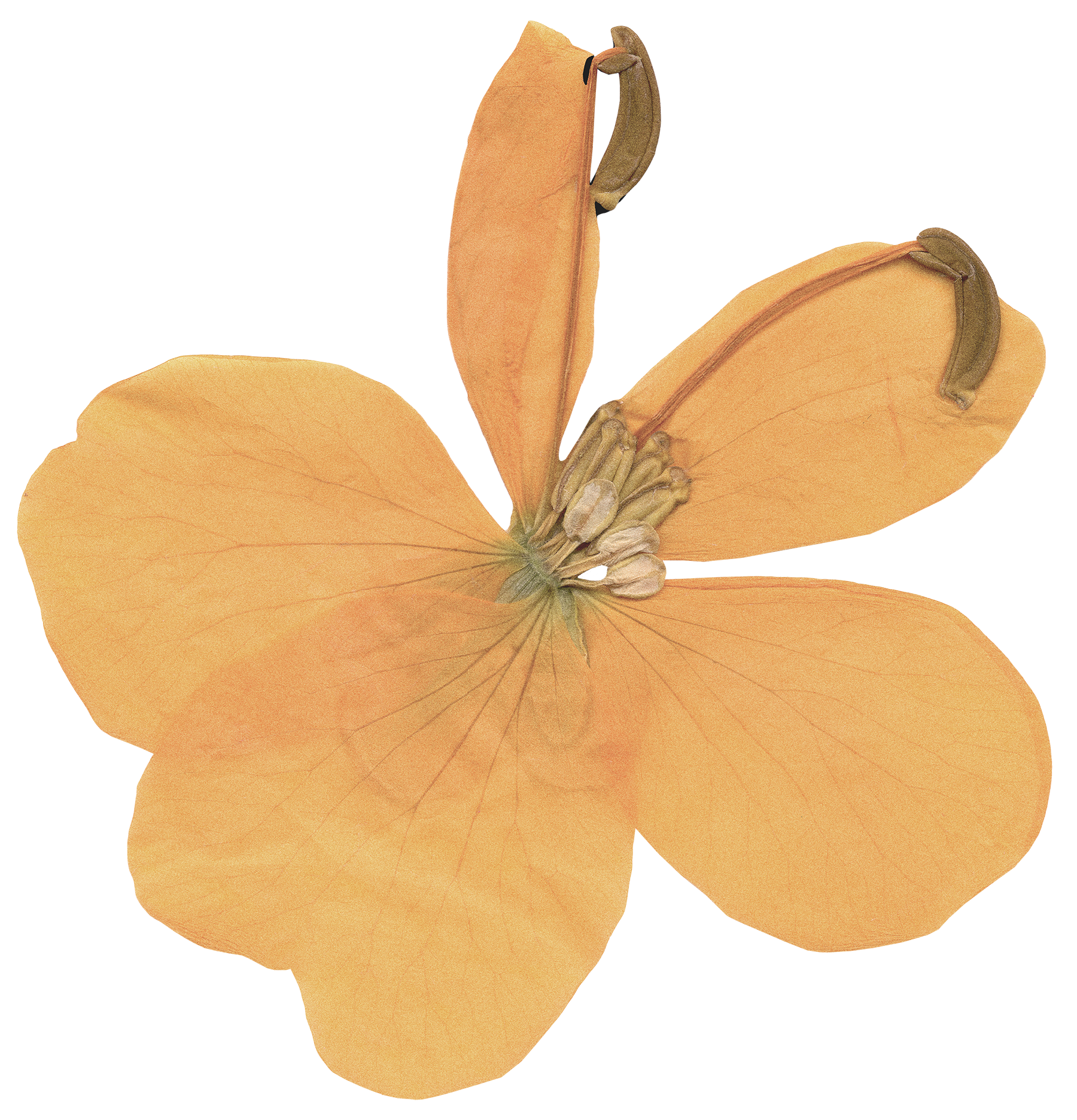 pressed yellow flower