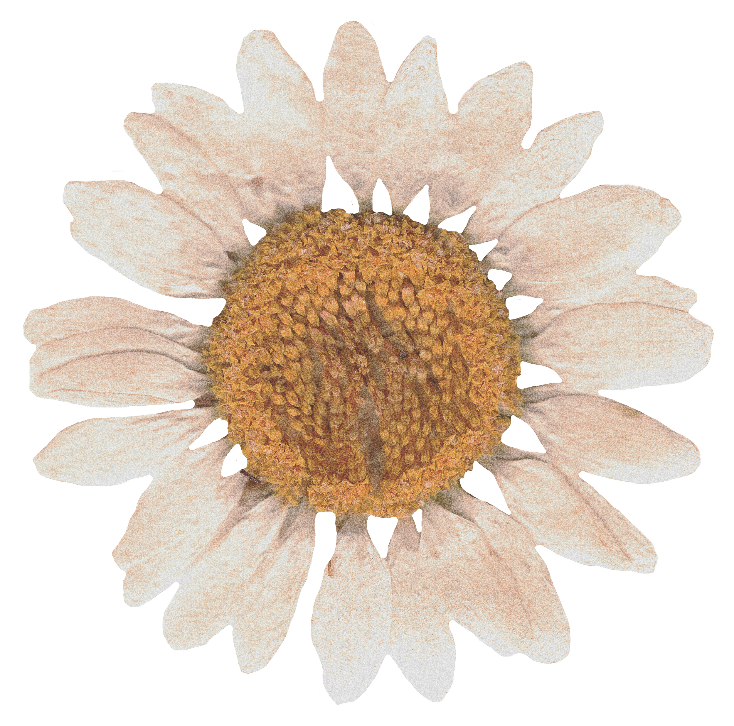 pressed white daisy flower