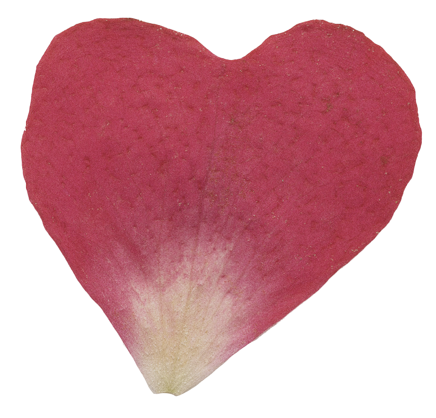 red and white pressed flower petal