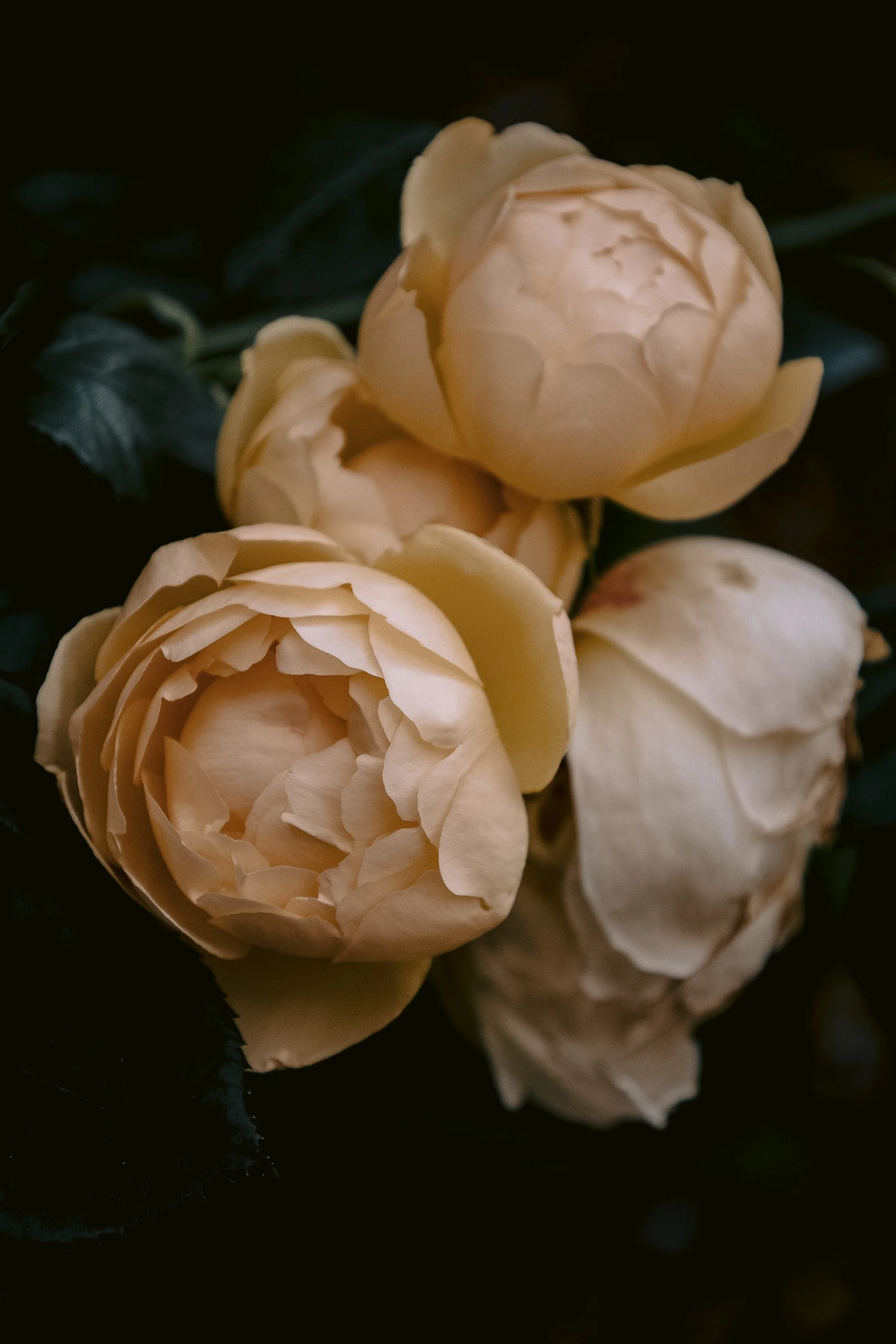 Four soft yellow roses blossom against a dark, leafy background, conveying a serene and elegant atmosphere. The petals are layered and delicate.