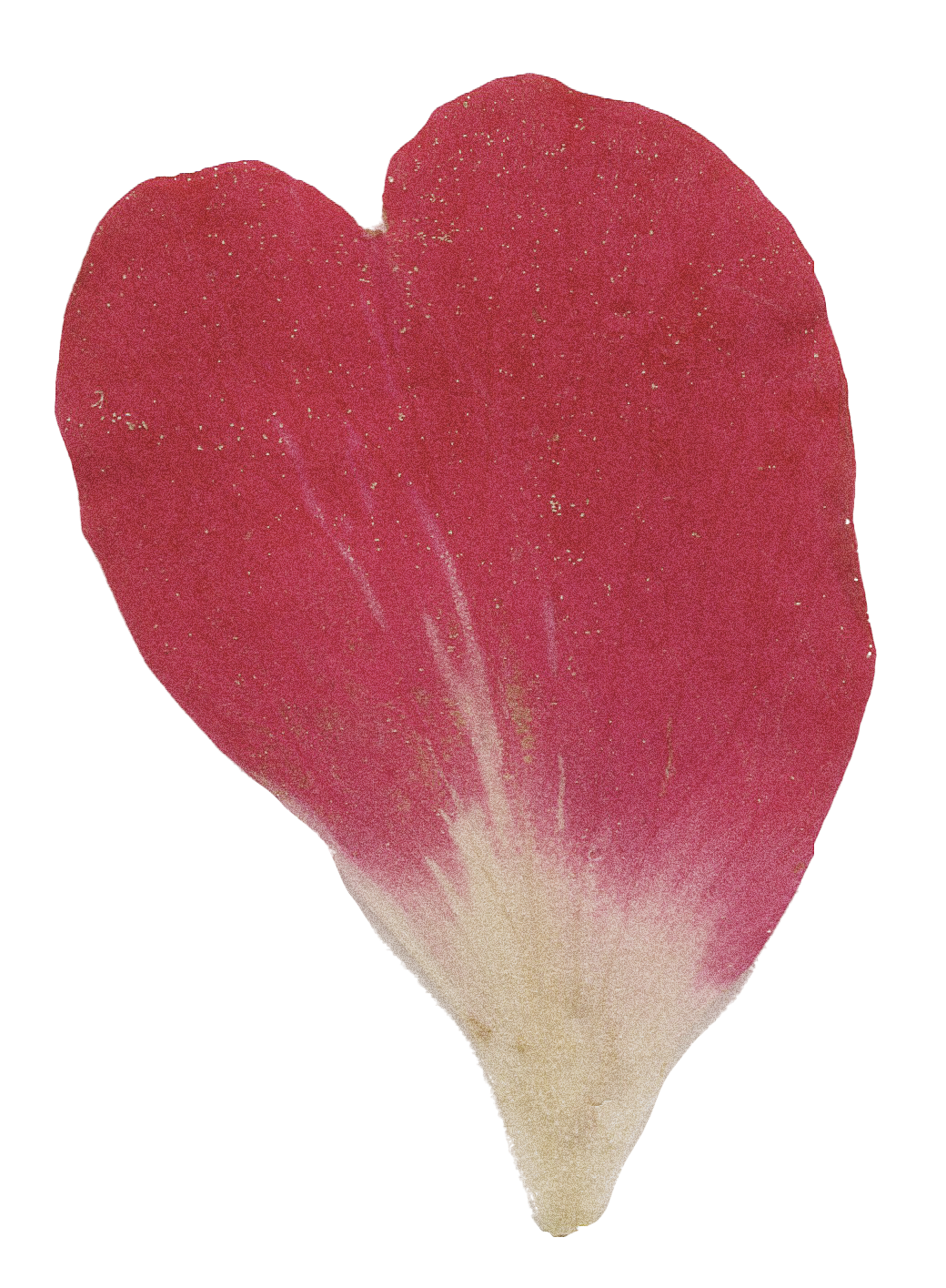 red and white pressed flower petal