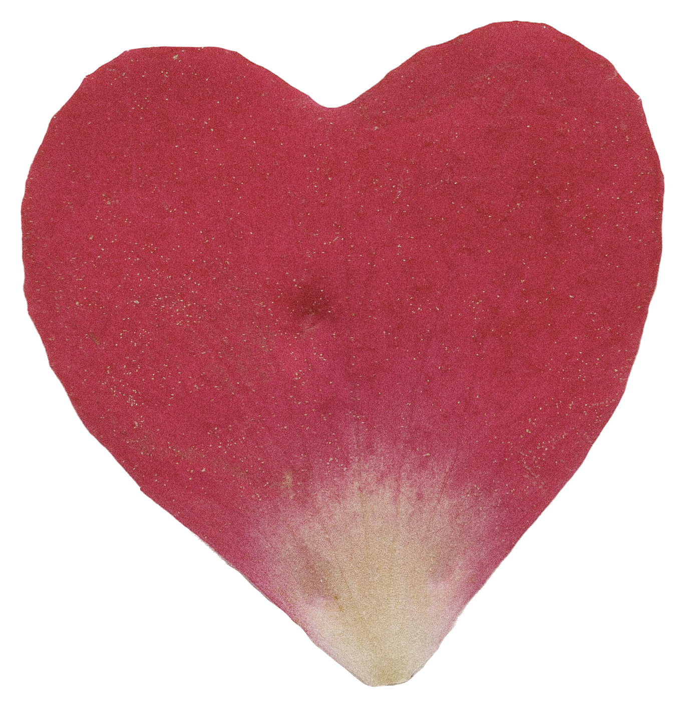 red and white pressed flower petal