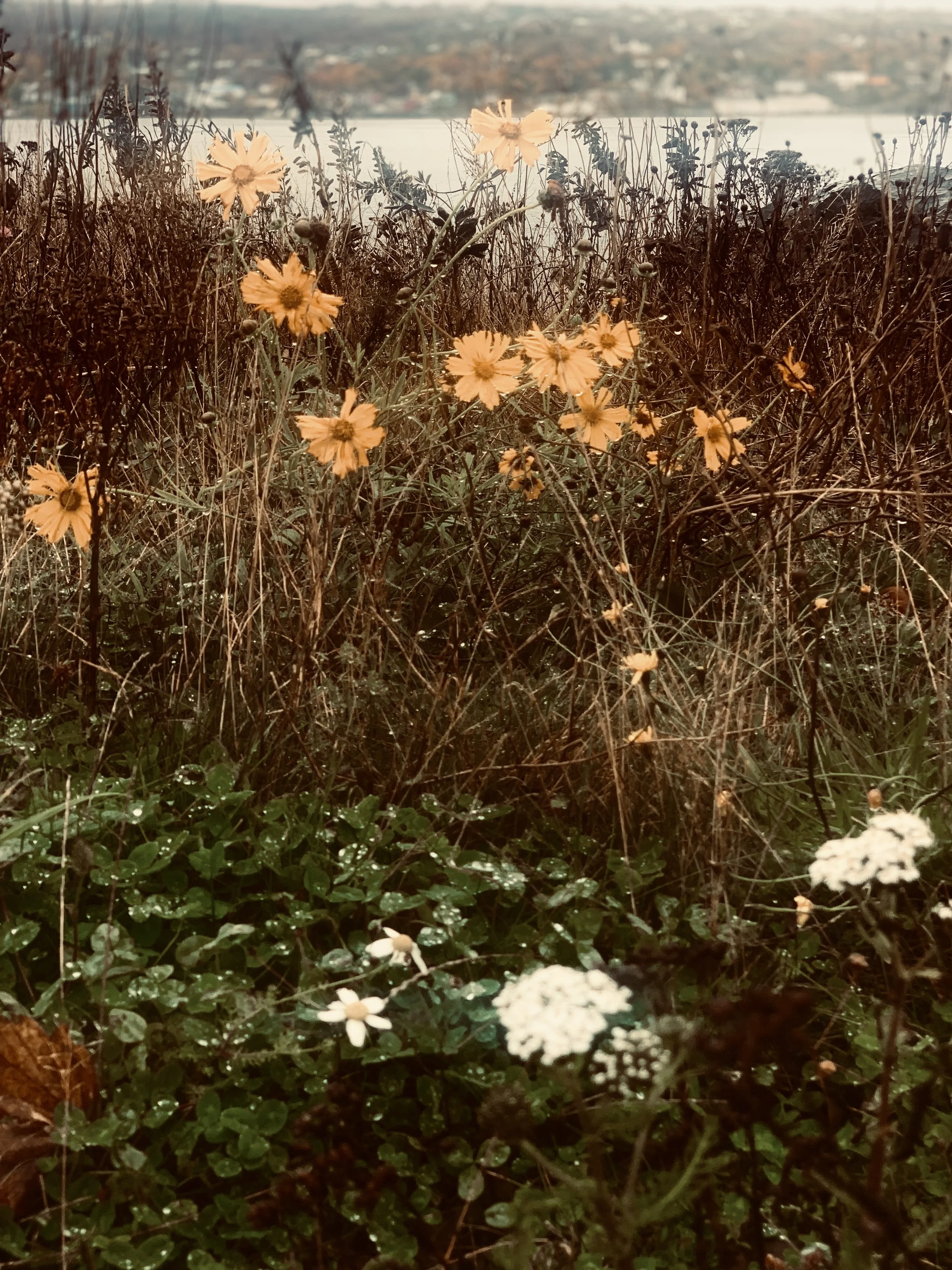 A close-up view of yellow flowers and green foliage in a natural outdoor setting, with a body of water and a distant shoreline in the background, under an overcast sky.
