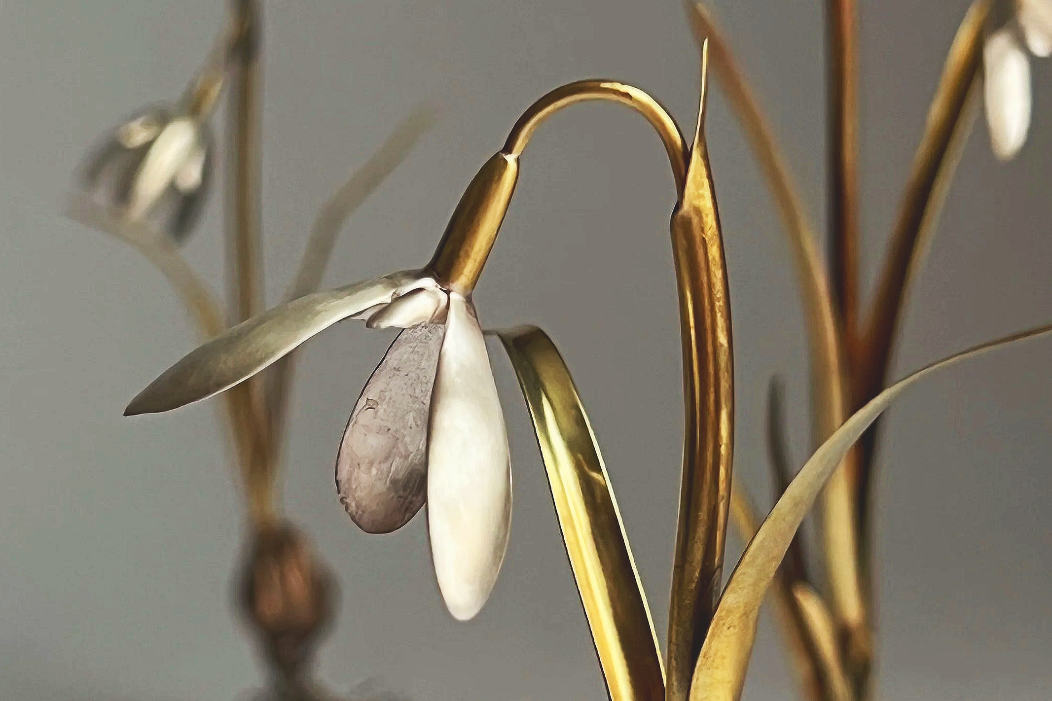 Galanthus 'Nivalis'