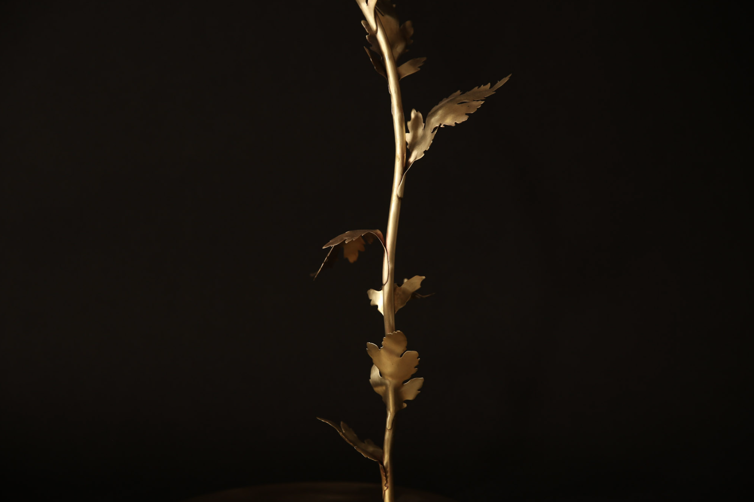 Chrysanthemum morifolimum brass 2020