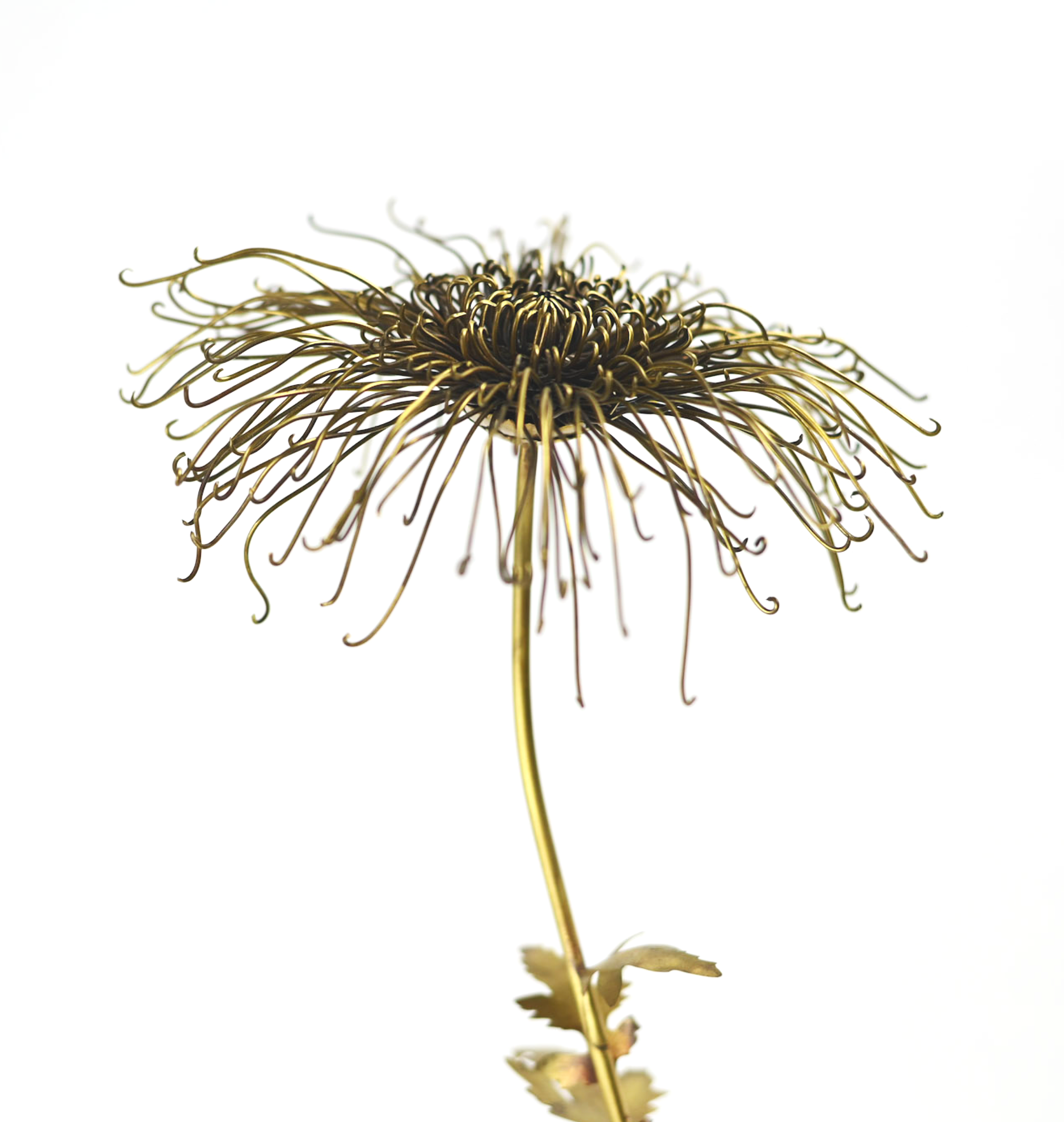 Chrysanthemum 'morifolium', Brass. 2022