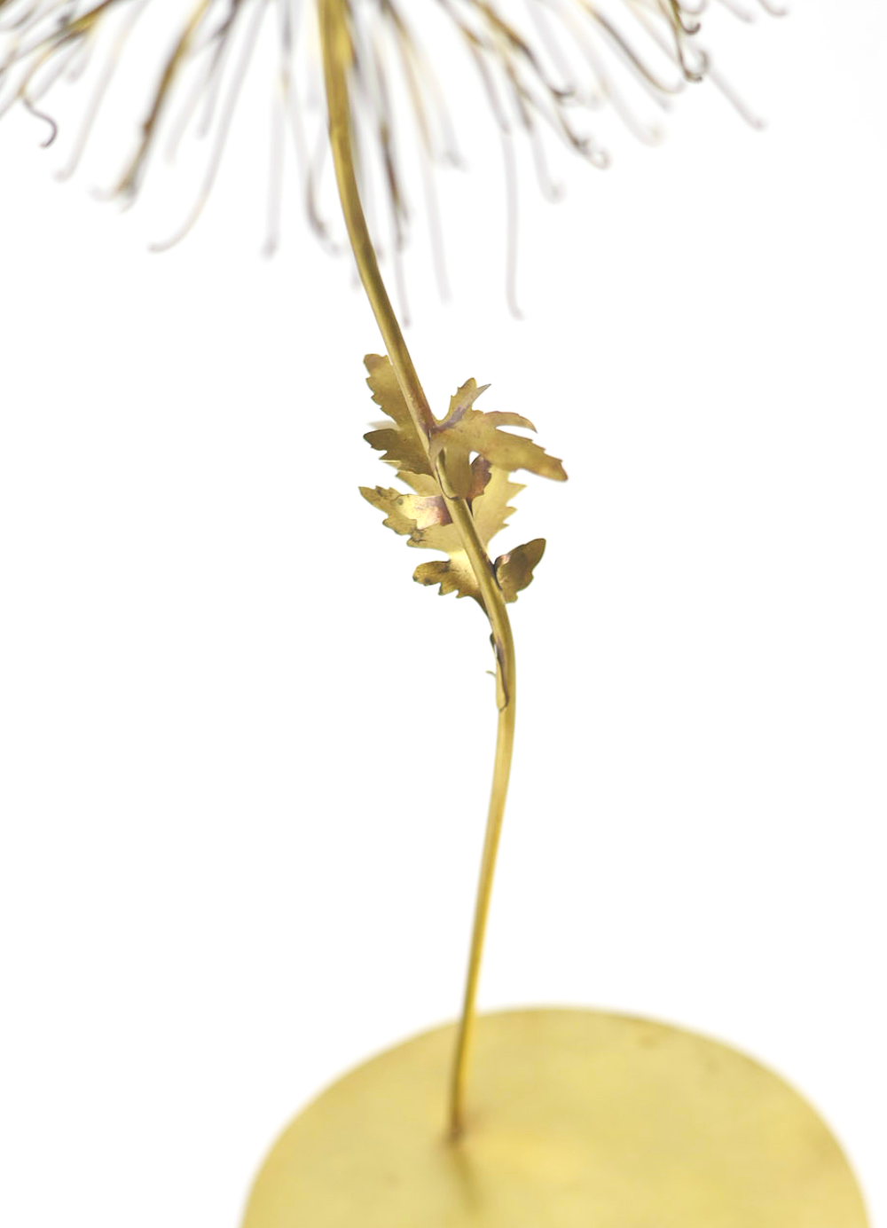 Chrysanthemum 'morifolium', Brass. 2022