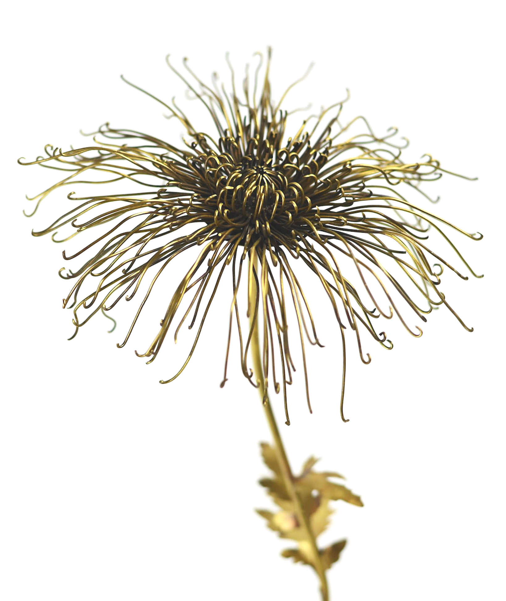 Chrysanthemum 'morifolium', Brass. 2022