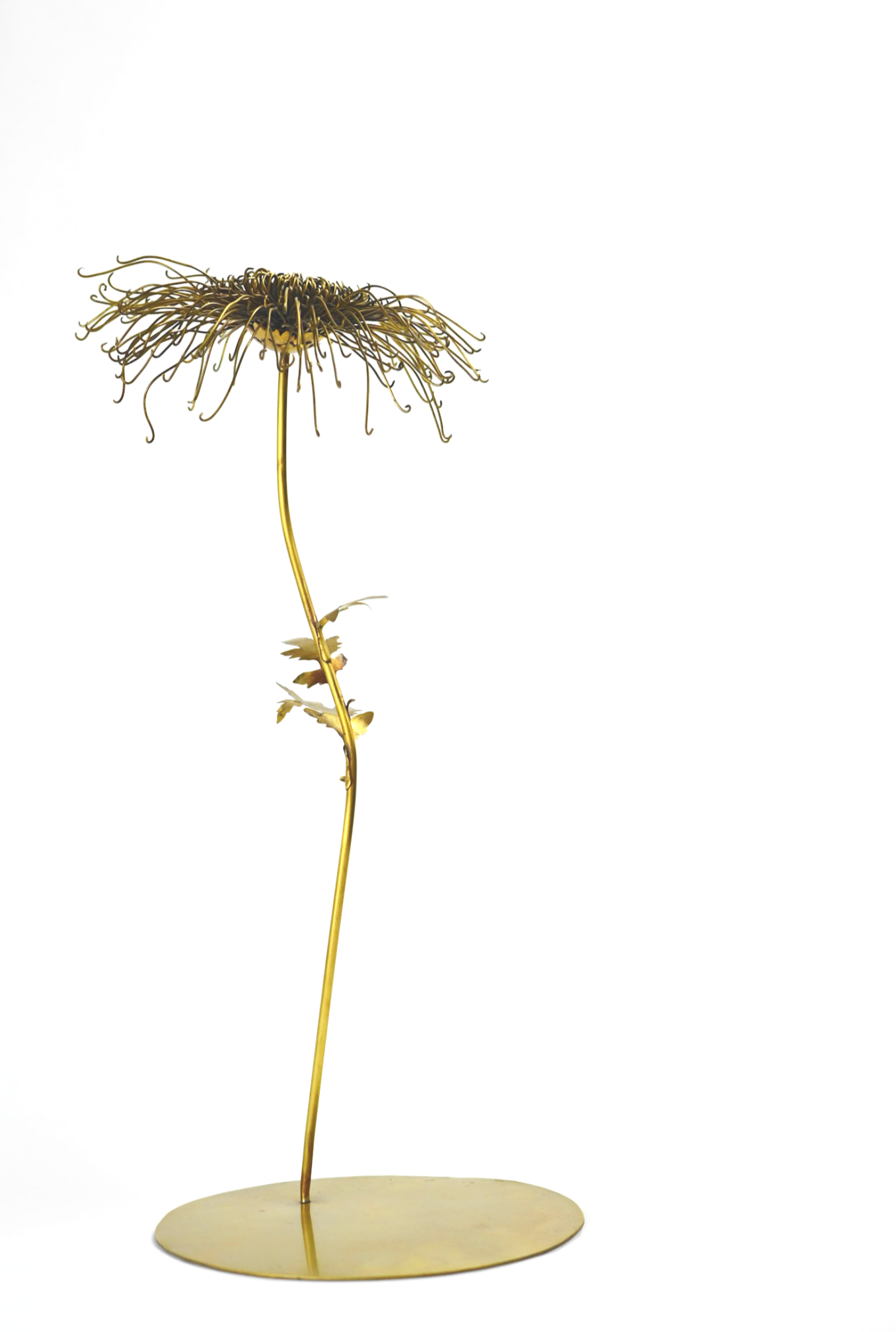 Chrysanthemum 'morifolium', Brass. 2022