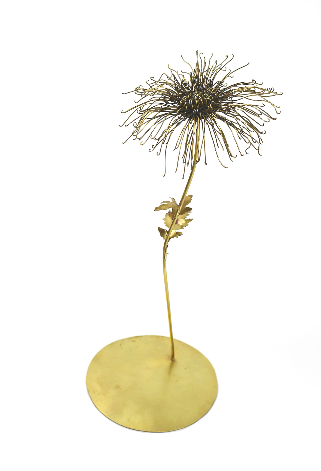 Chrysanthemum 'morifolium', Brass. 2022