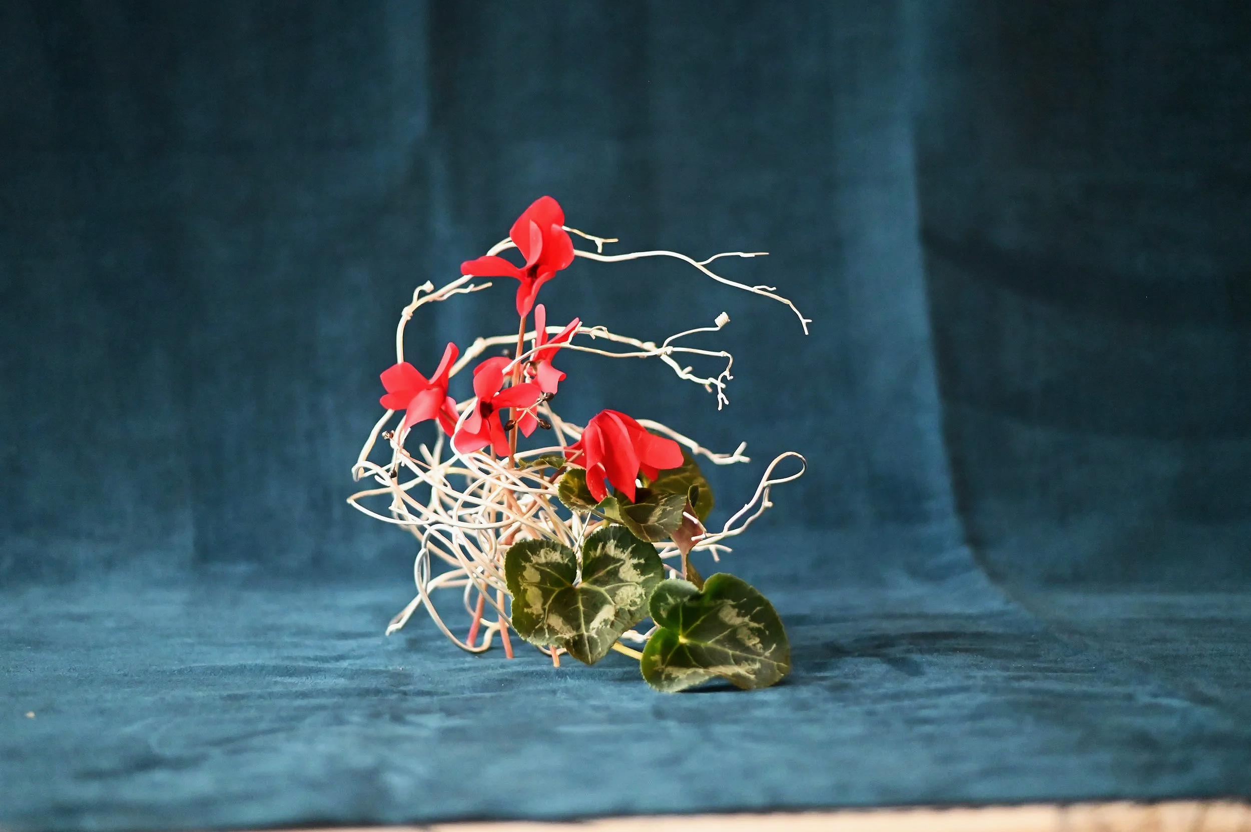 DSC_0127.png