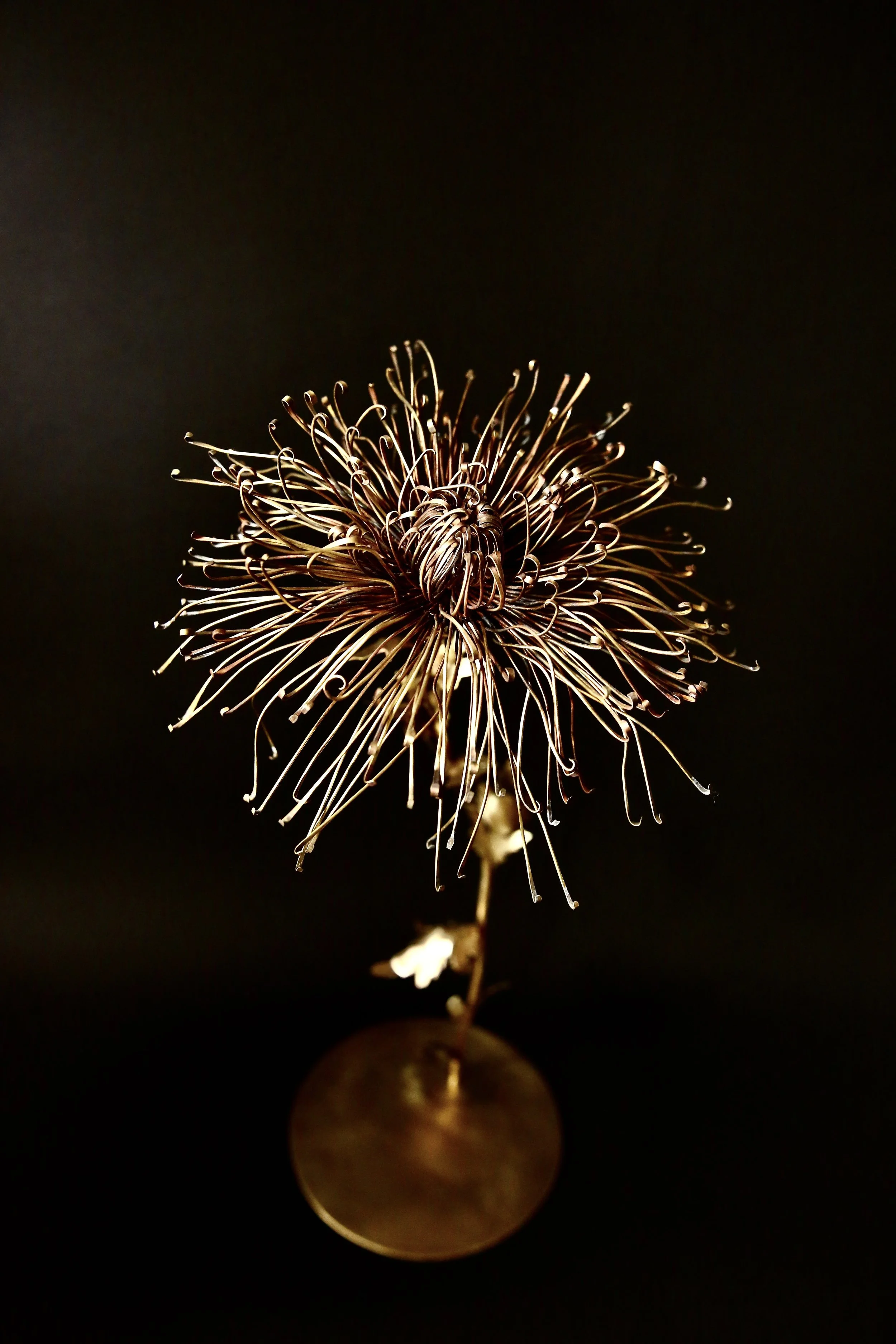 Chrysanthemum morifolimum brass 2020