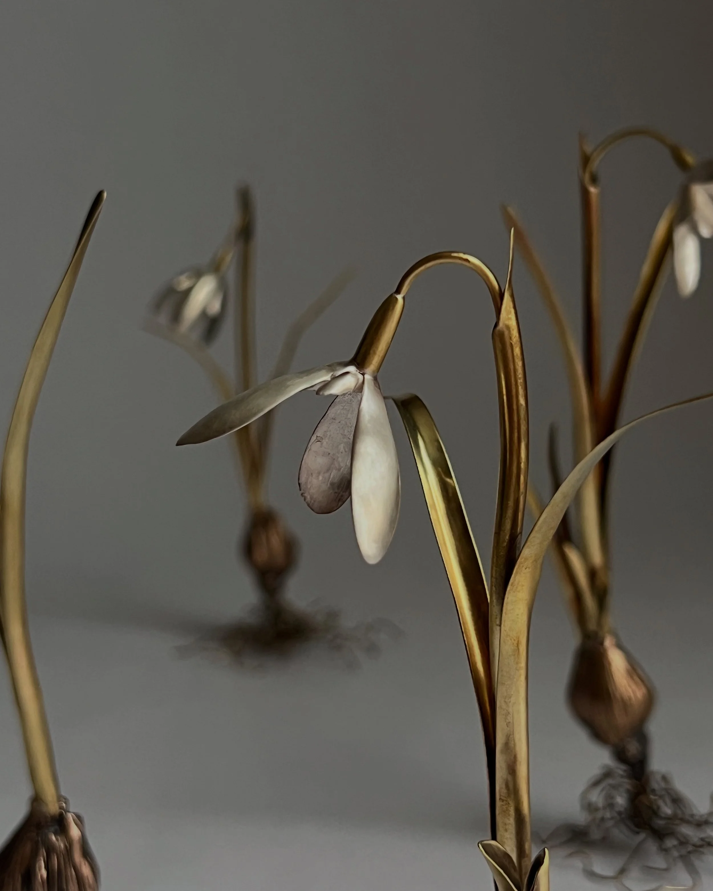 Galanthus 'Nivalis'