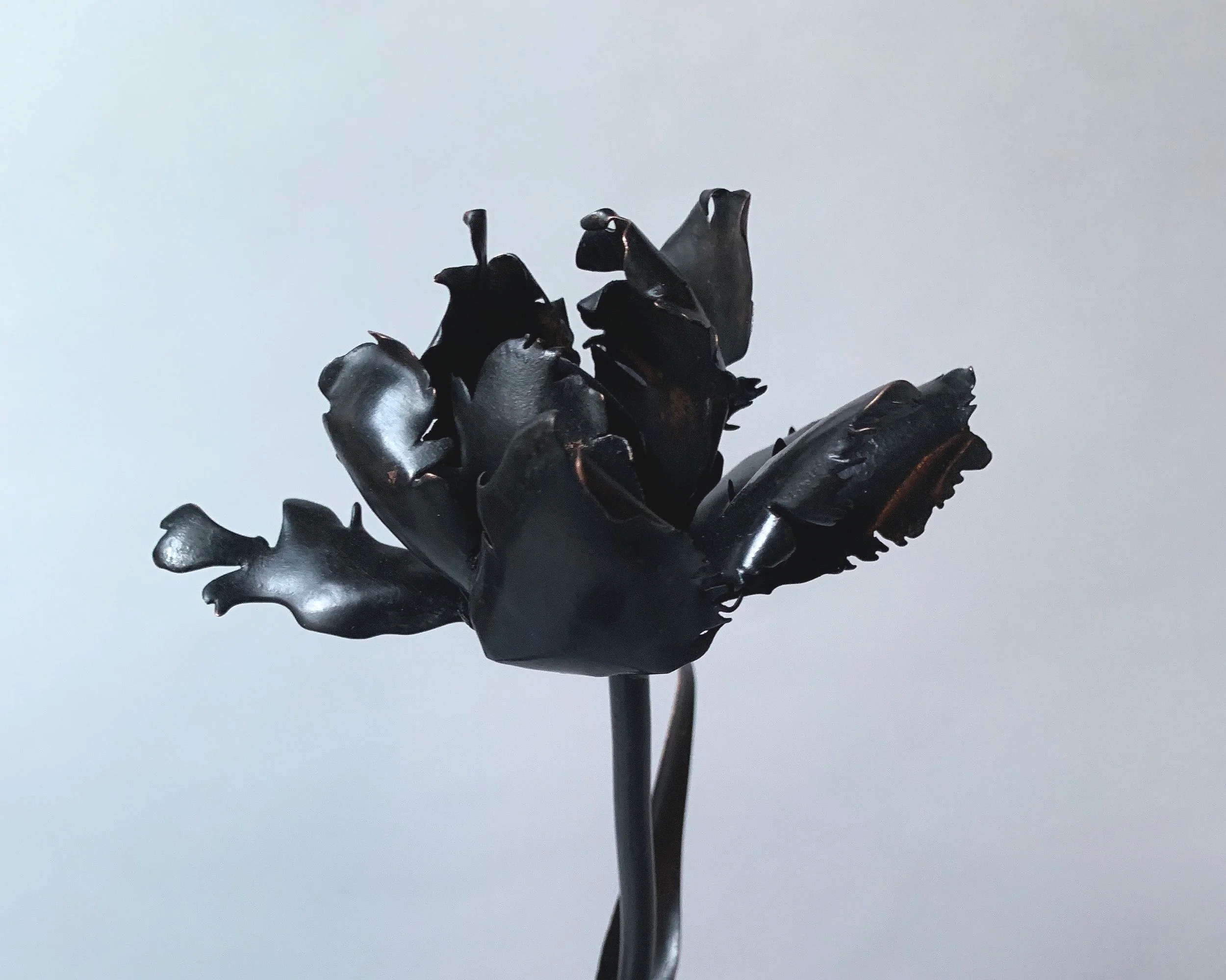 Tulipa