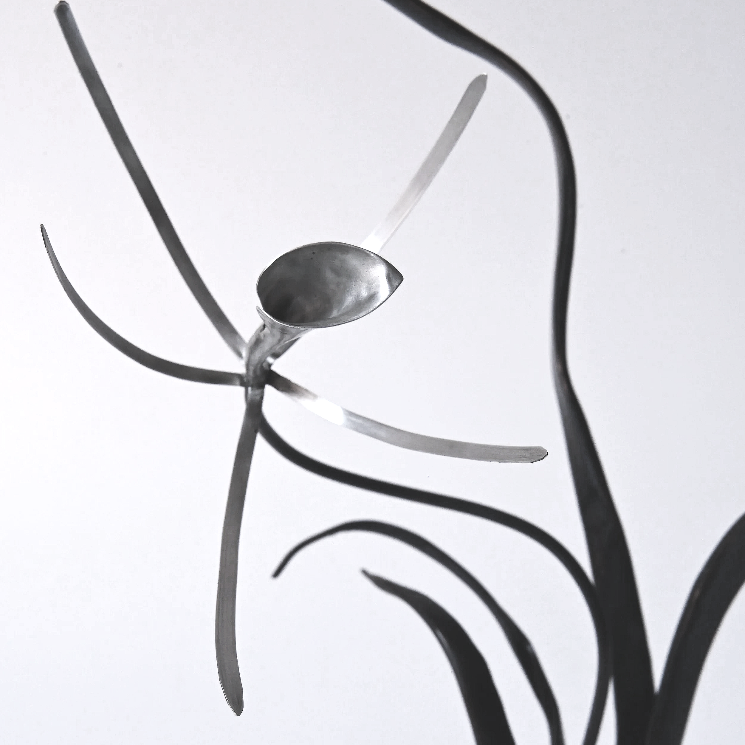 ORCHIDACEA