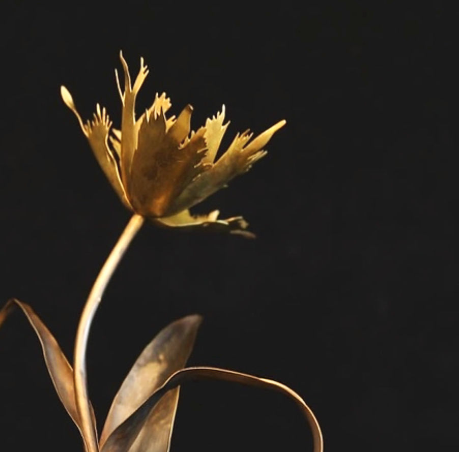 Tulipa
