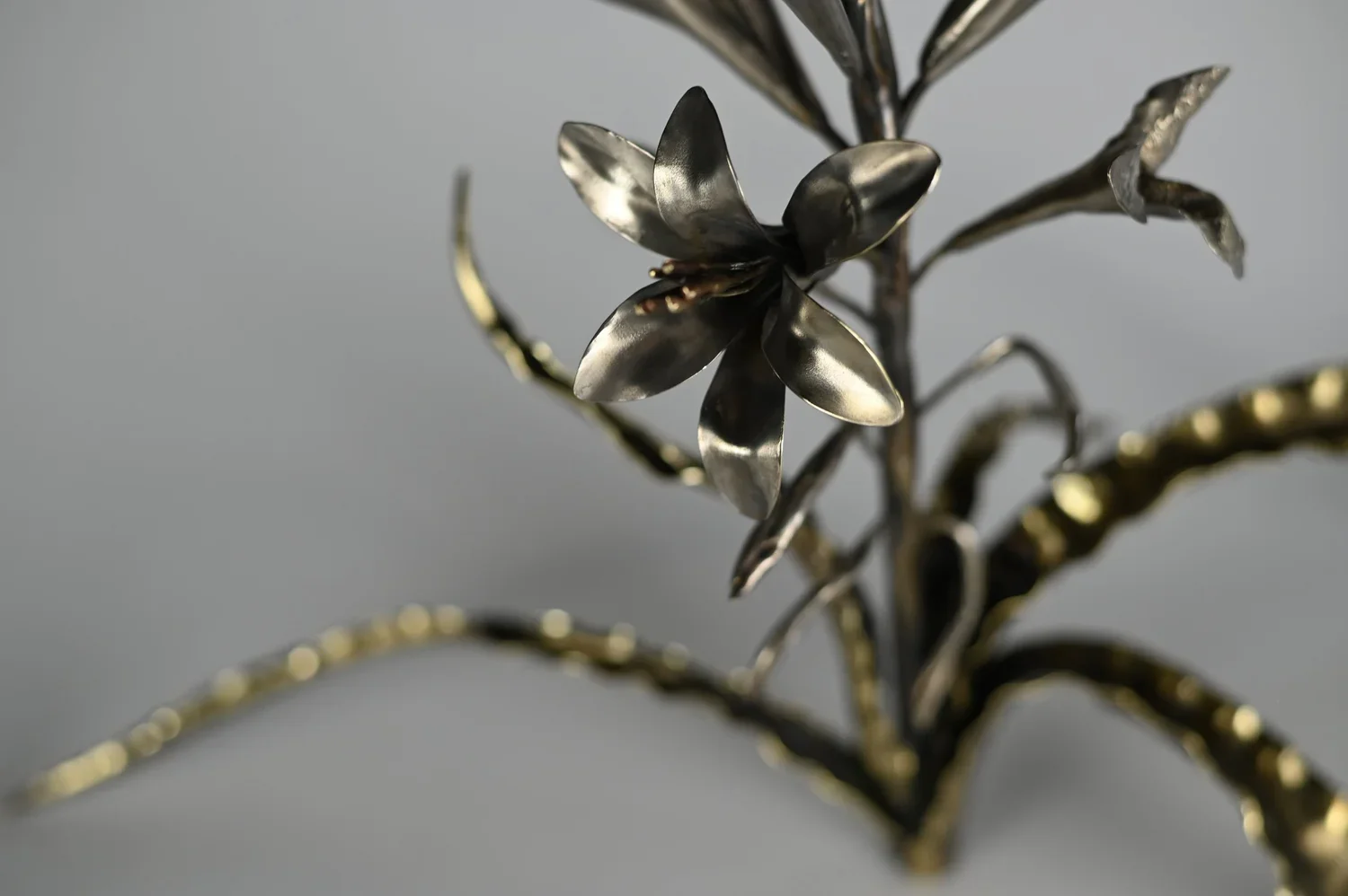 Hesperocallis undulata